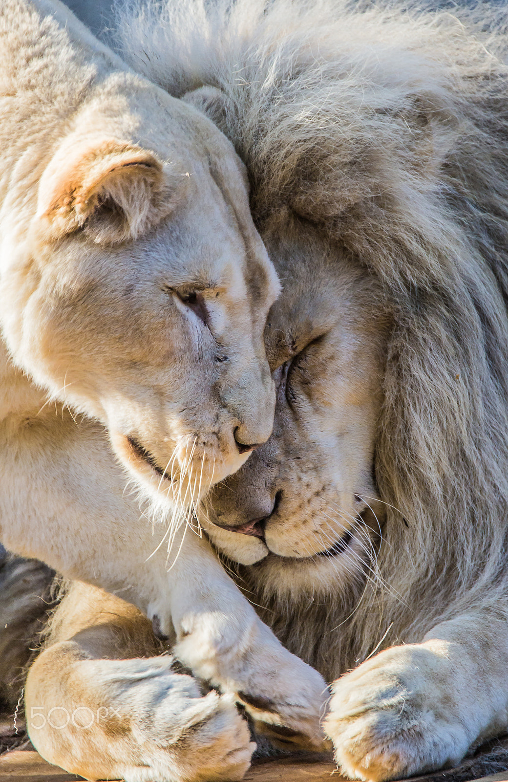 Tamron SP 150-600mm F5-6.3 Di VC USD sample photo. White lions photography