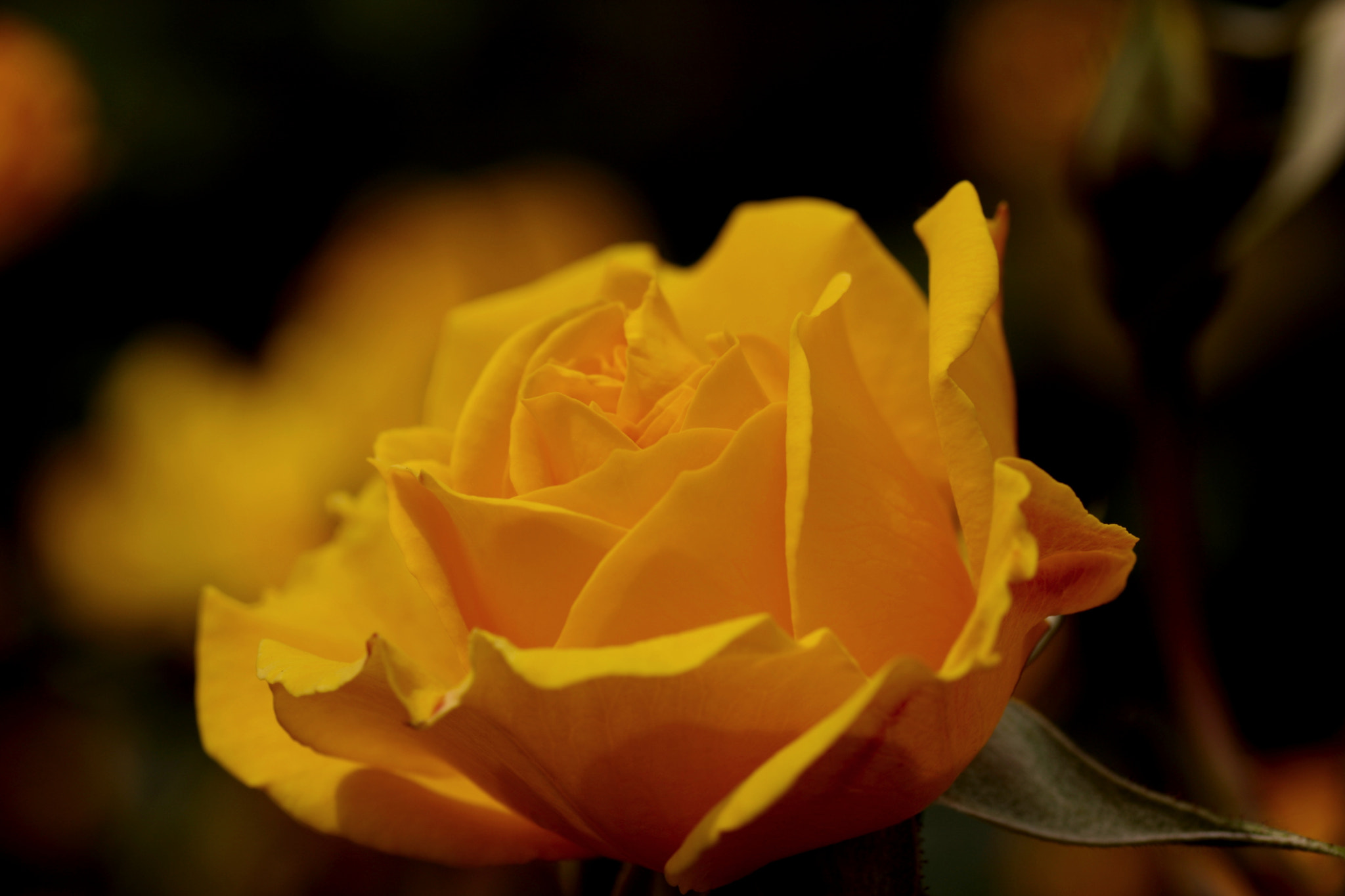 Canon EOS 40D sample photo. Yellow roses photography