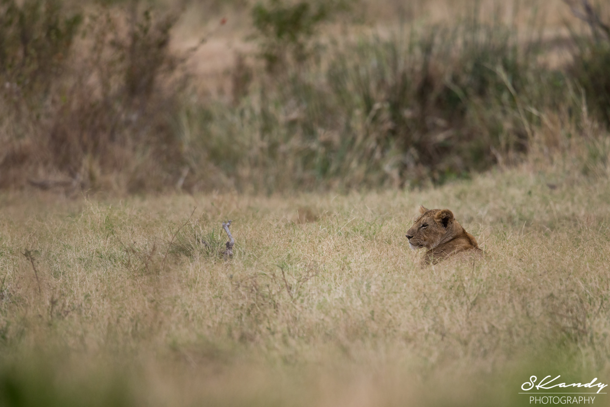 Canon EF 500mm F4L IS II USM sample photo. Lonely gaze photography