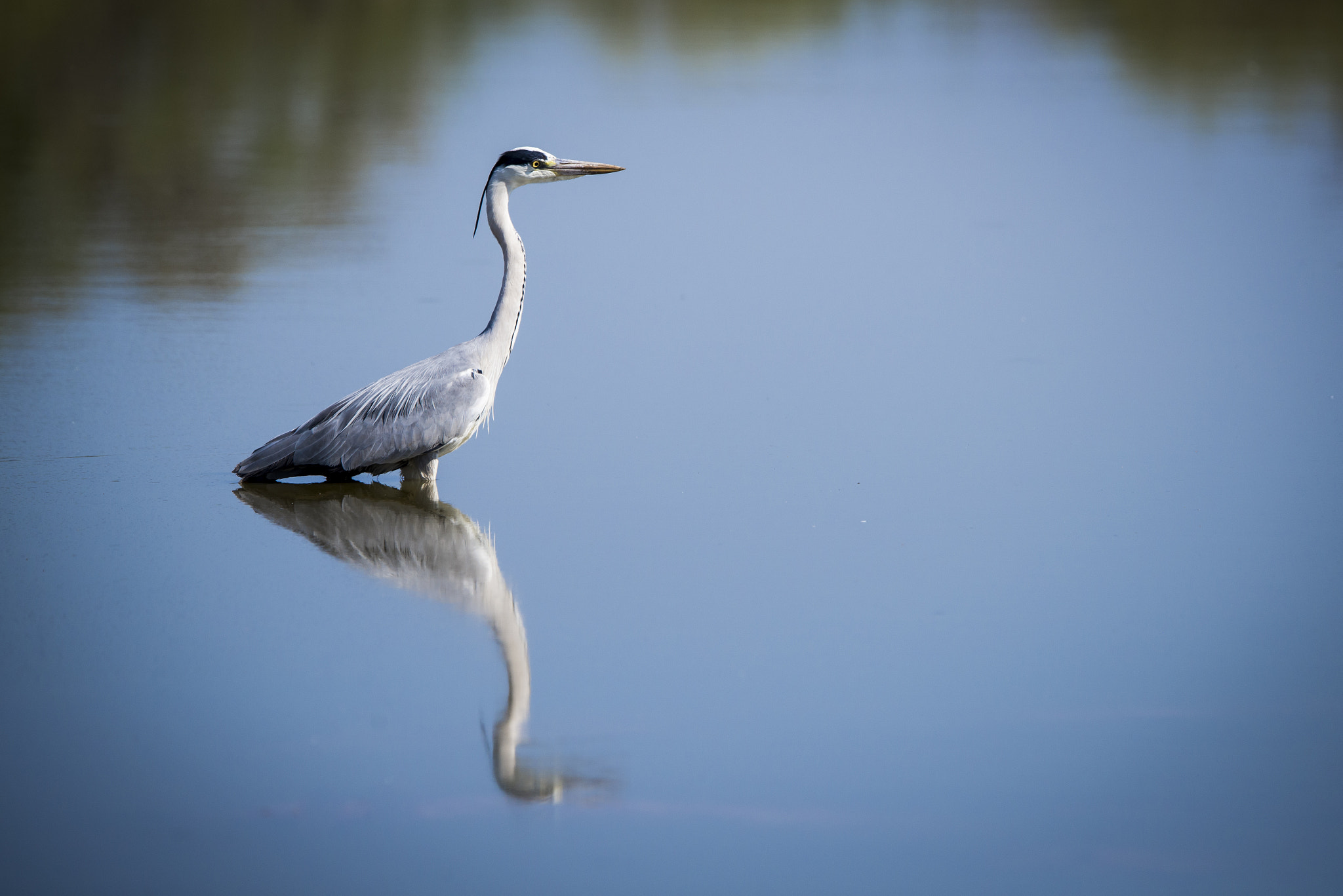 Nikon D600 + Tamron SP 150-600mm F5-6.3 Di VC USD sample photo. Grey heron reflection photography