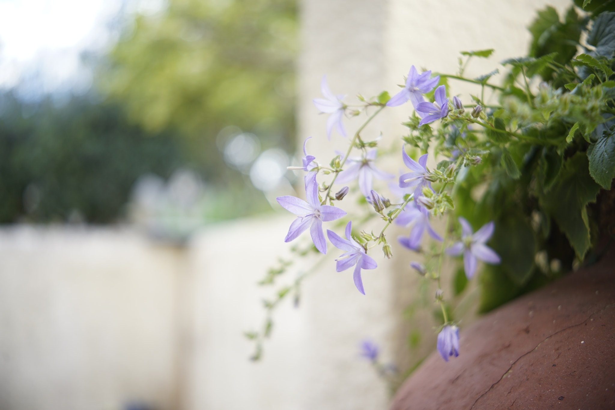 Sony a7 II + Canon EF 40mm F2.8 STM sample photo