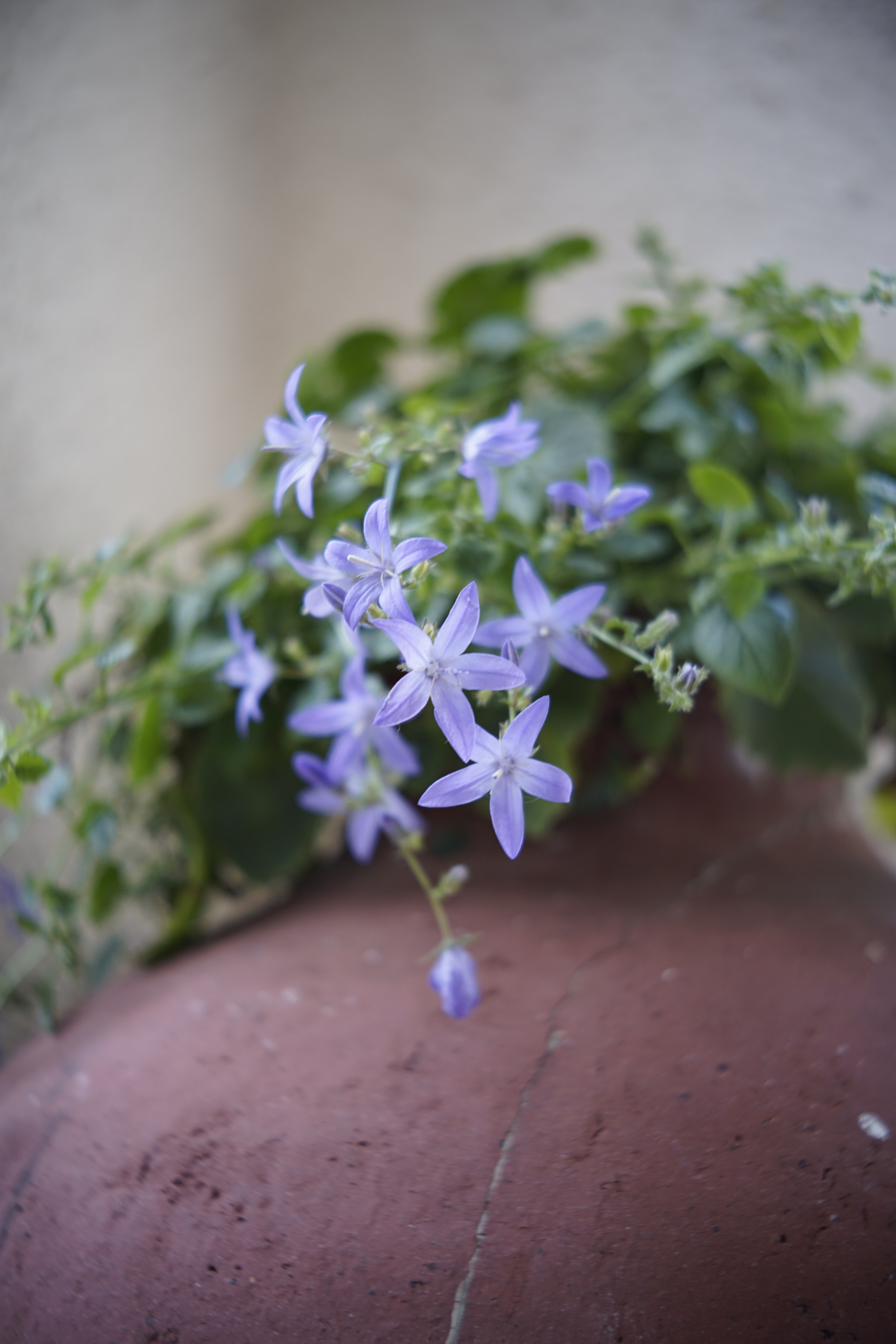Sony a7 II + Canon EF 40mm F2.8 STM sample photo
