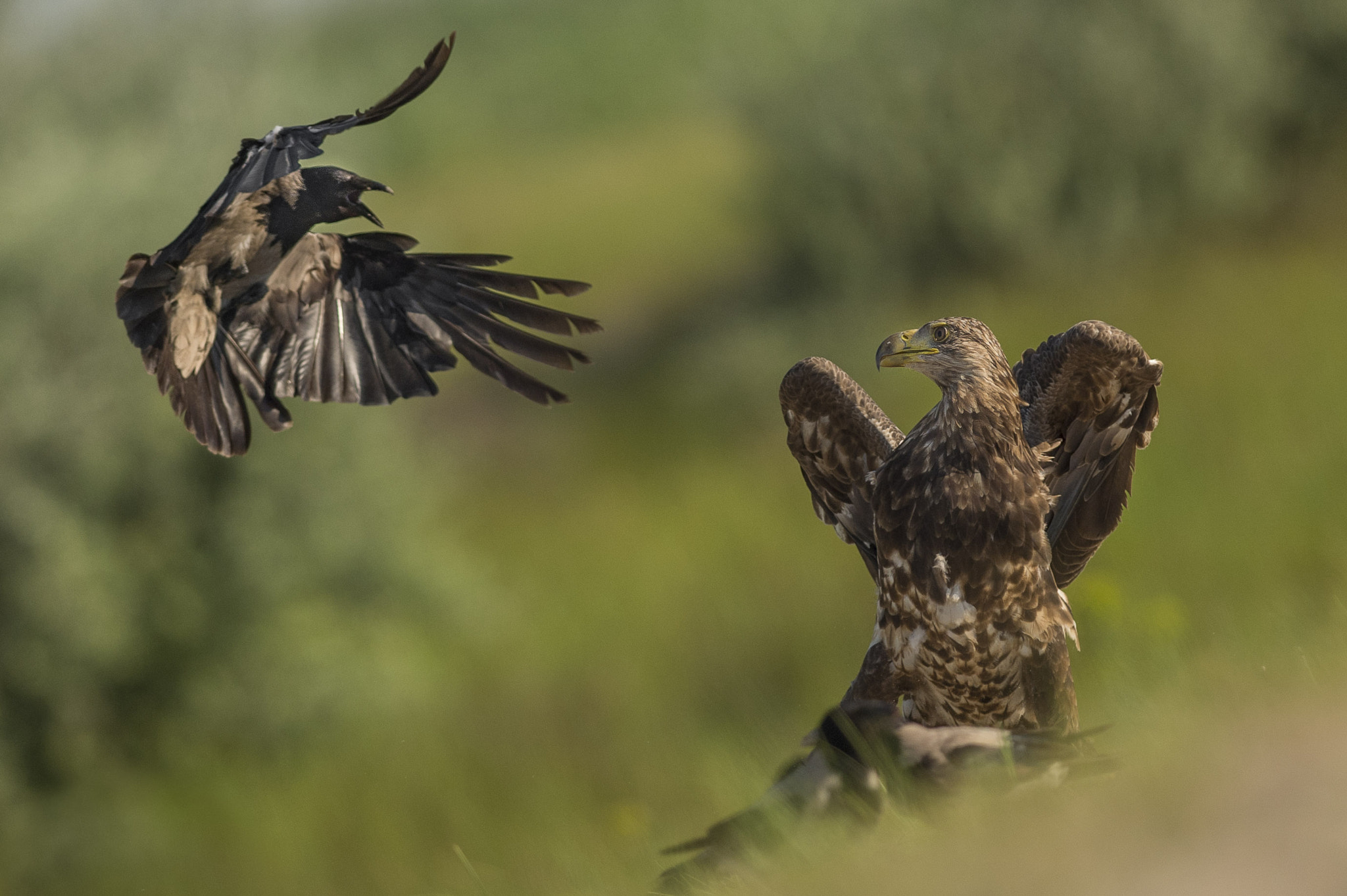 Nikon AF-S Nikkor 300mm F2.8G ED VR II sample photo. The duel photography
