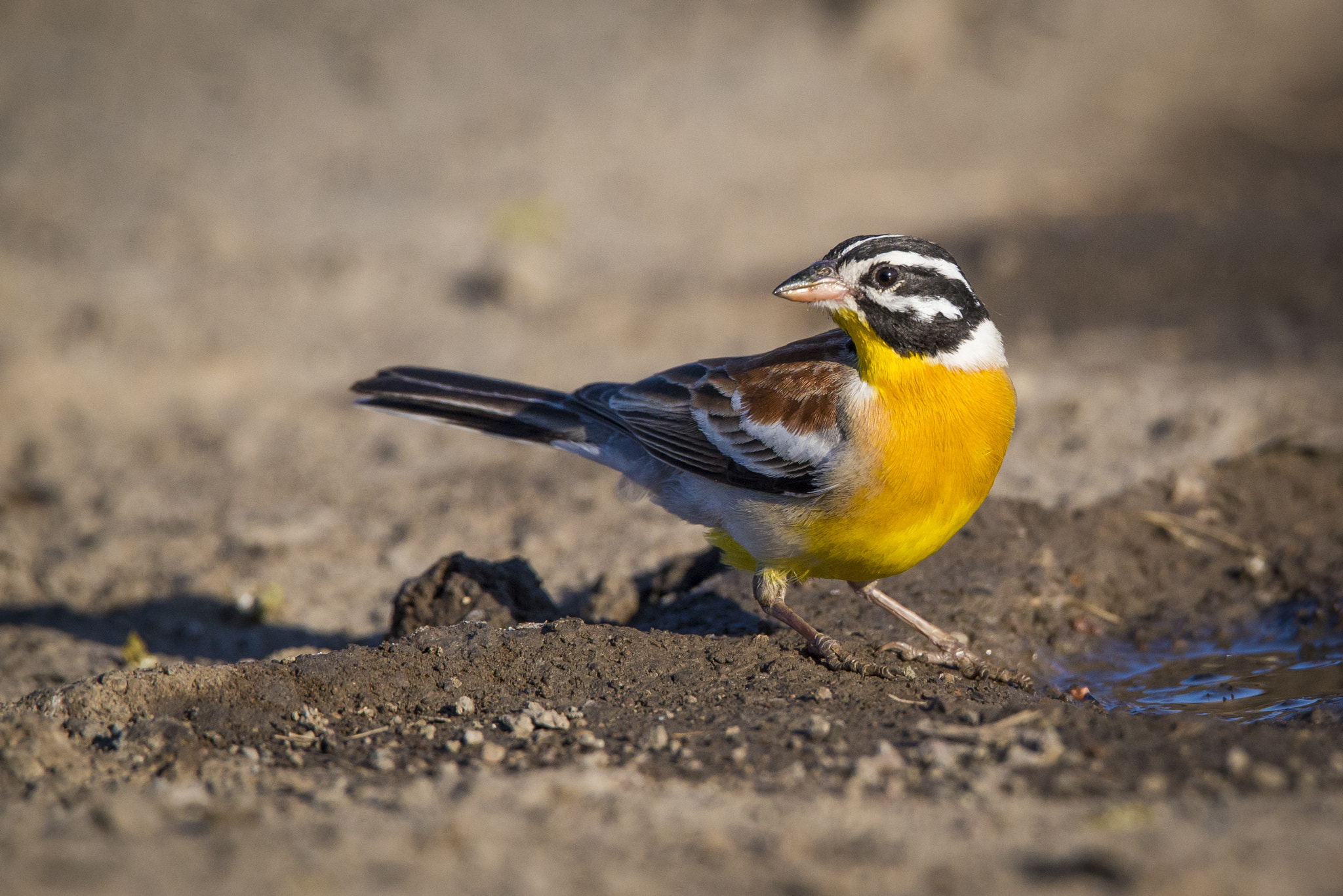 Nikon D600 sample photo. A golden breasted bunting photography