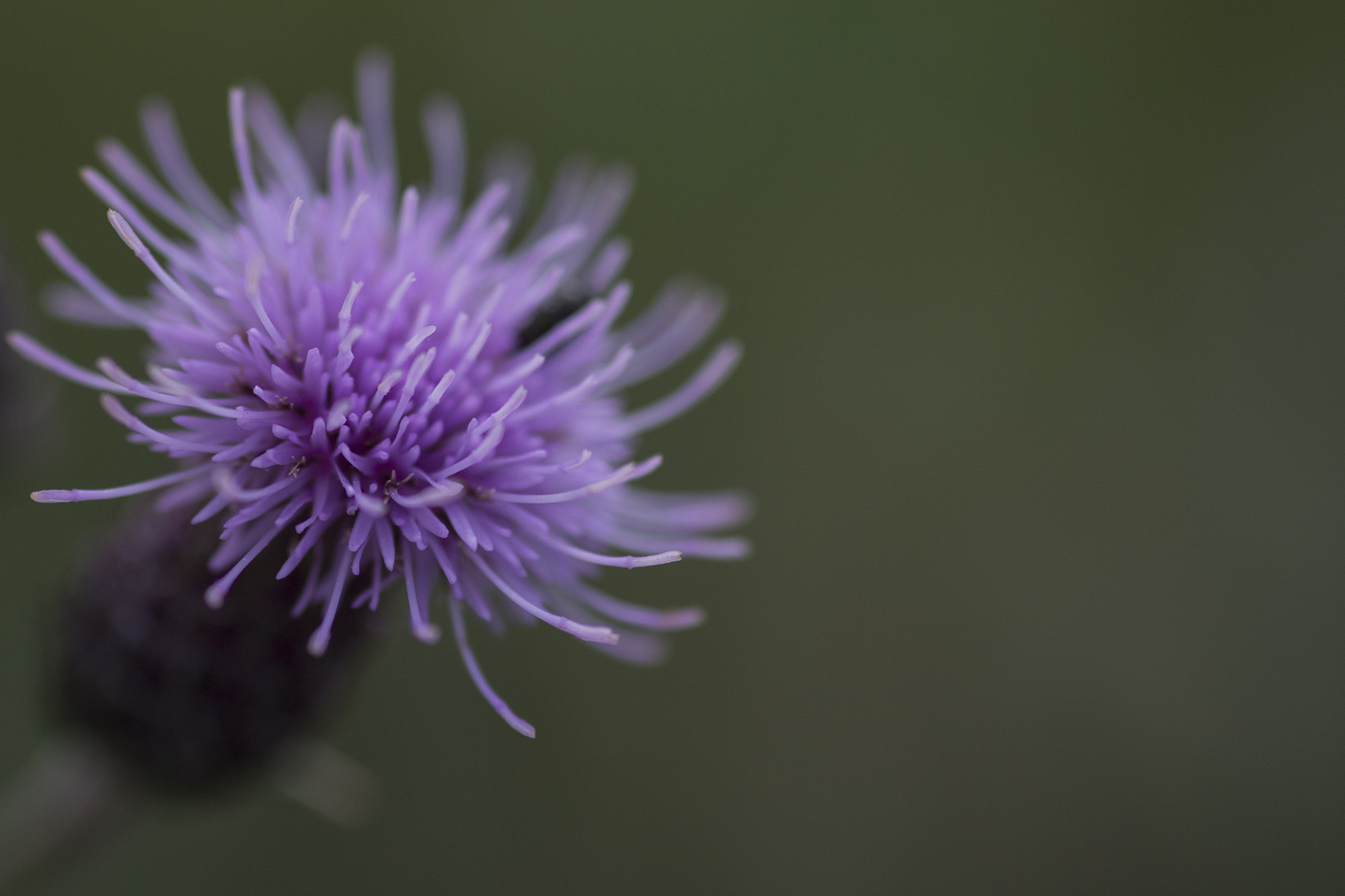Canon EOS 60D + Sigma 105mm F2.8 EX DG Macro sample photo. Macro photography
