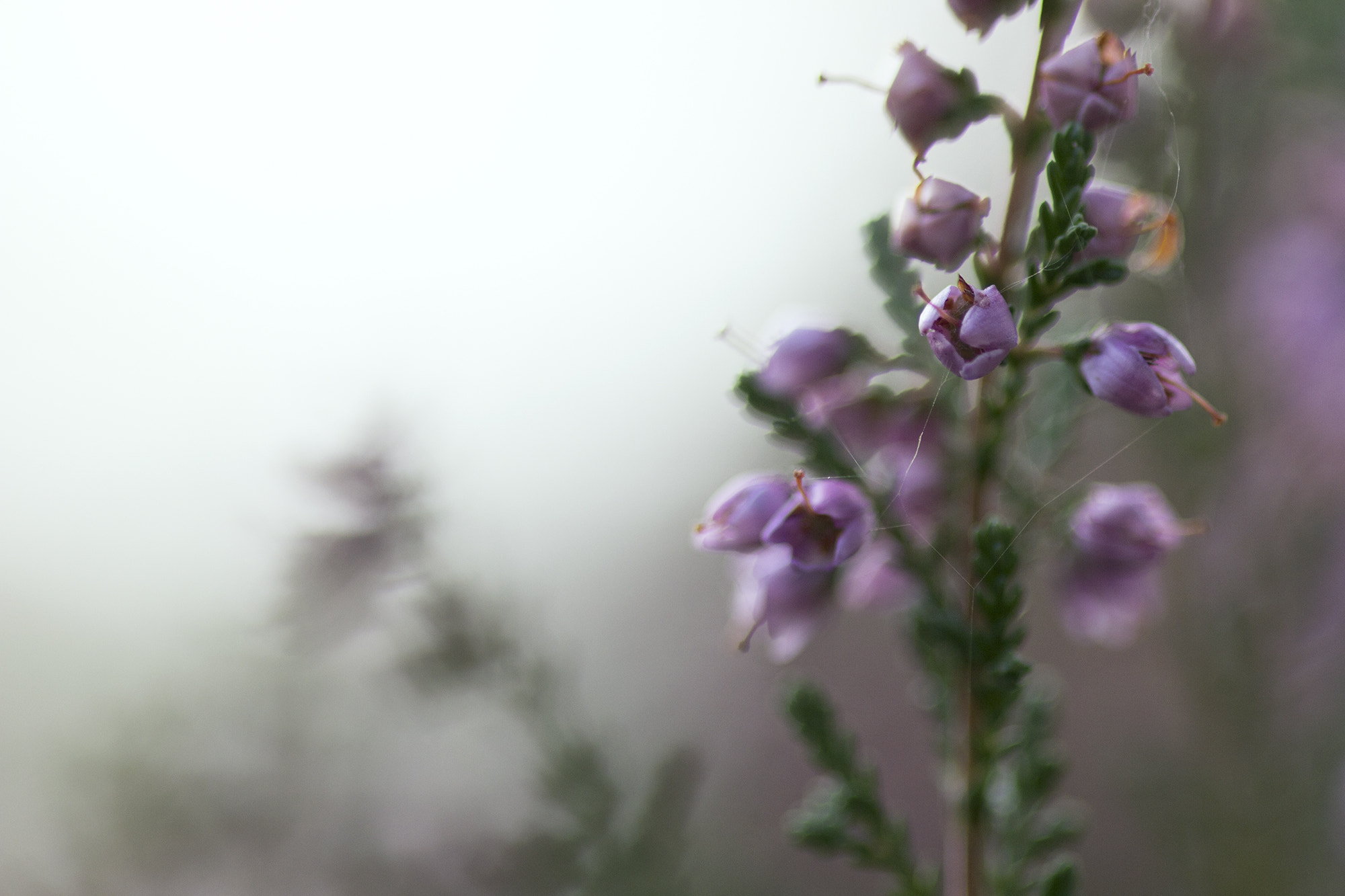 Canon EOS 60D + Sigma 105mm F2.8 EX DG Macro sample photo. Macro photography