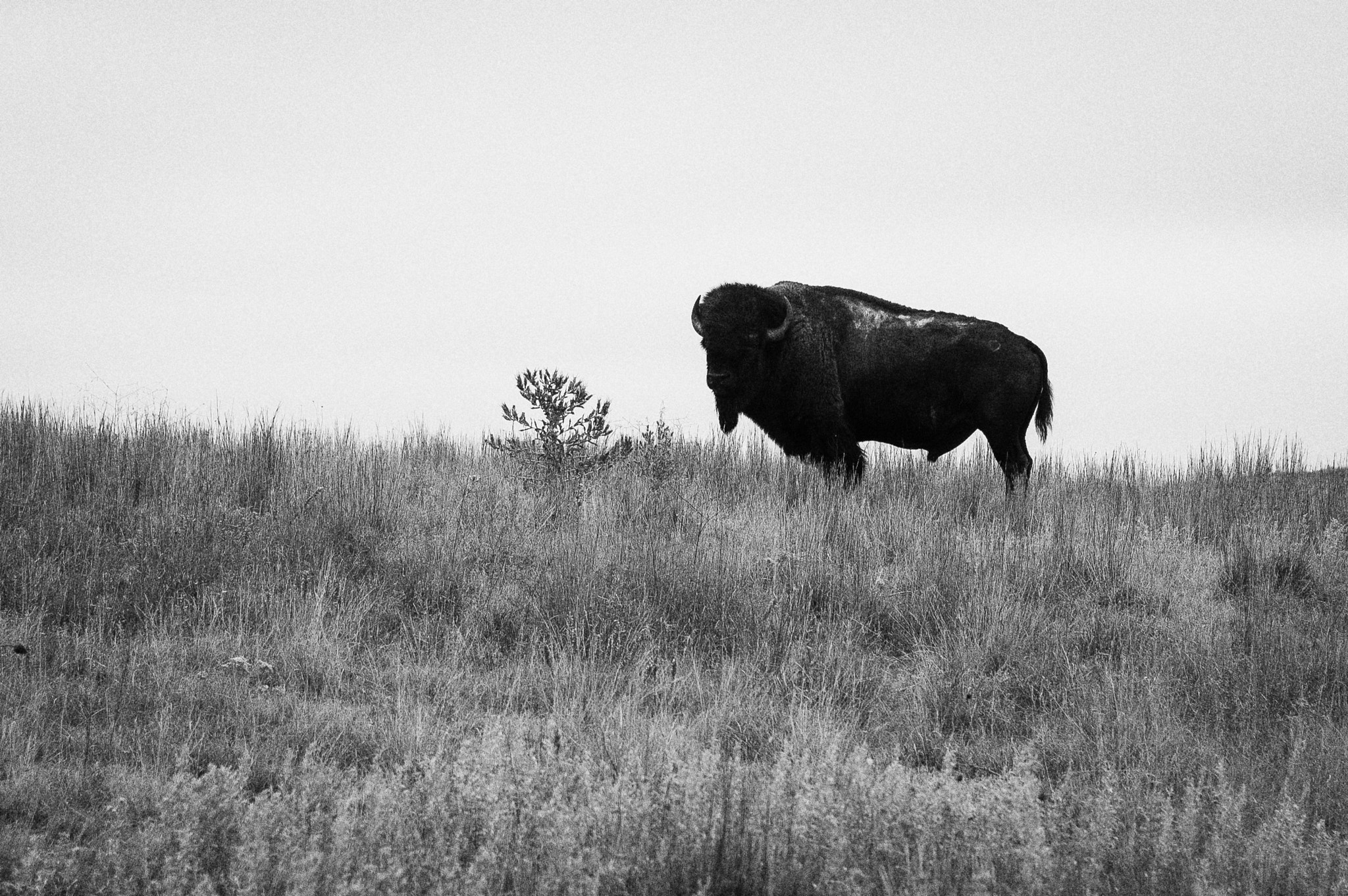 Nikon D70 + AF Zoom-Nikkor 28-85mm f/3.5-4.5 sample photo. Bison bull at big basin in b&w photography