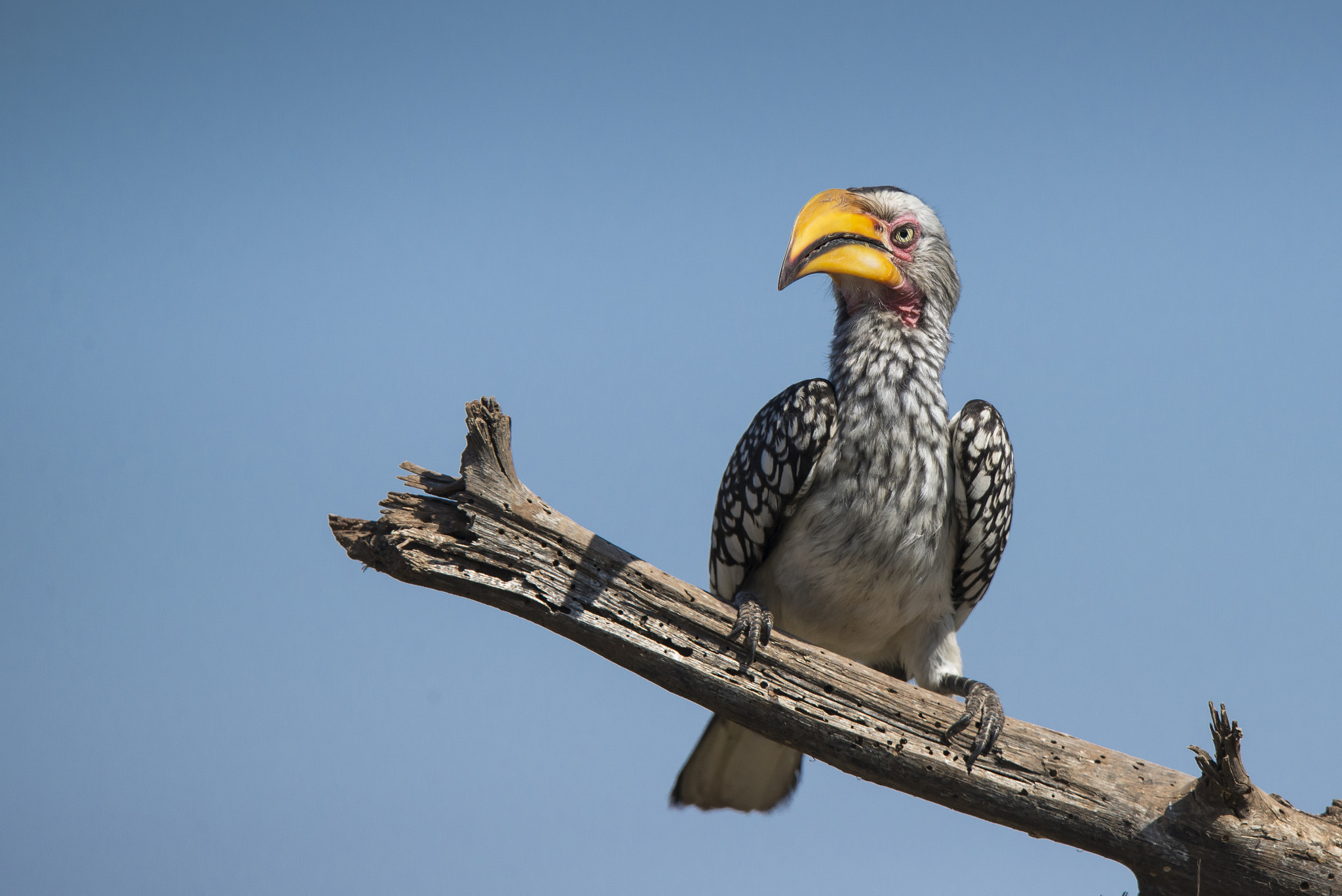 Nikon D600 sample photo. Yellow-billed hornbill photography