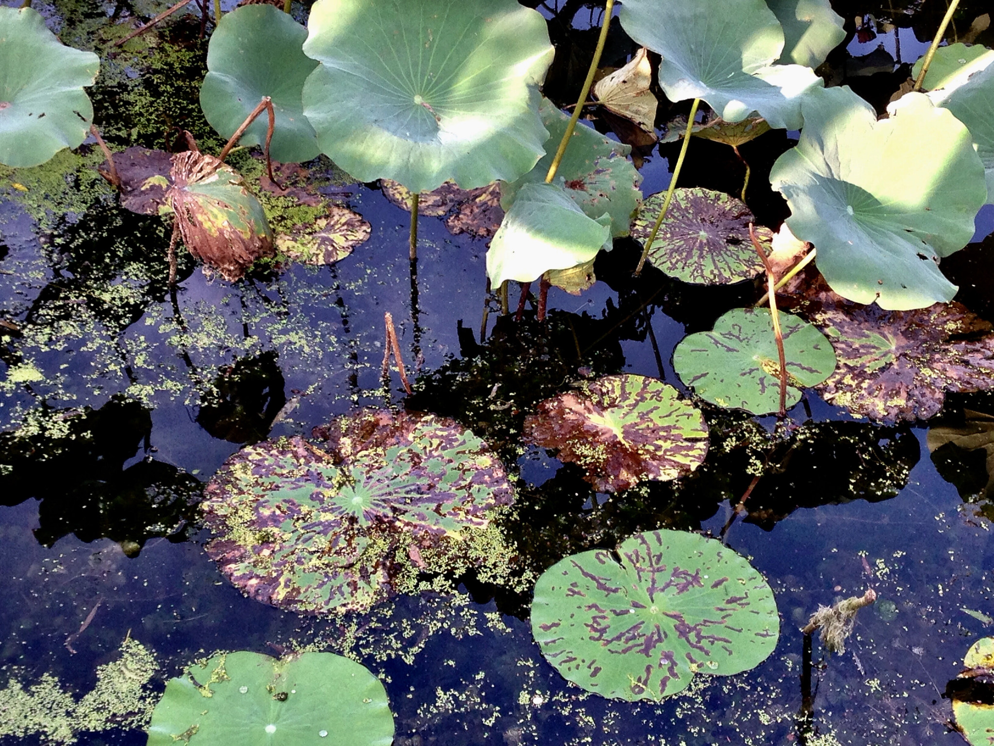 Apple iPhone5,2 sample photo. Decaying lotus 衰败的荷叶 photography