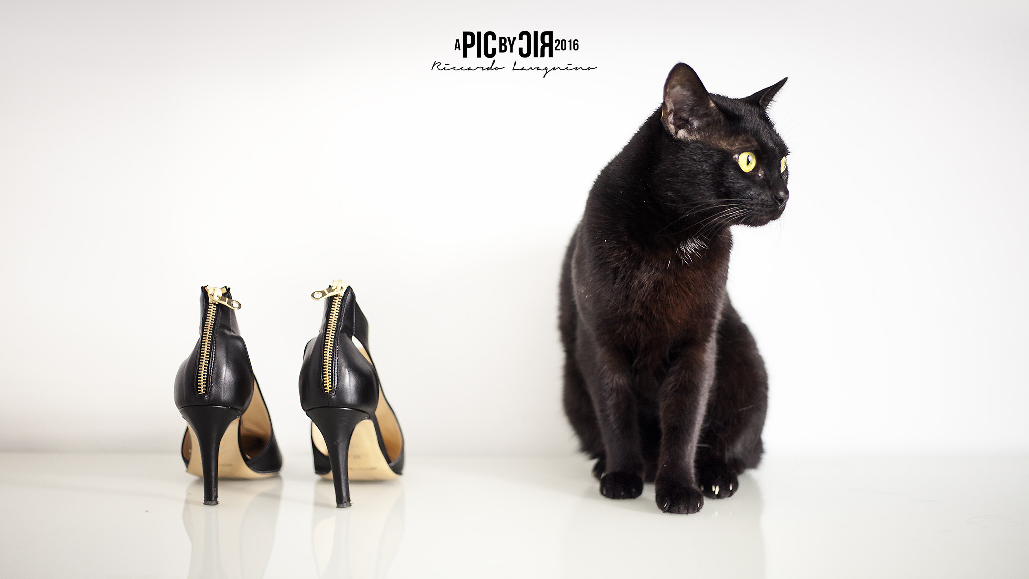 Canon EF 50mm f/1.8 sample photo. Where's catwoman? photography