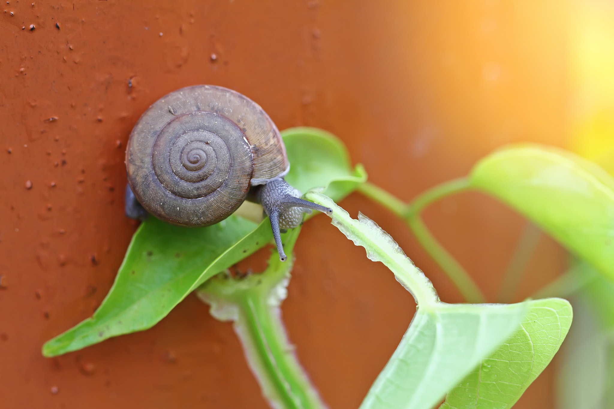 Canon EOS 7D sample photo. Curious snail in the garden on green leaf photography