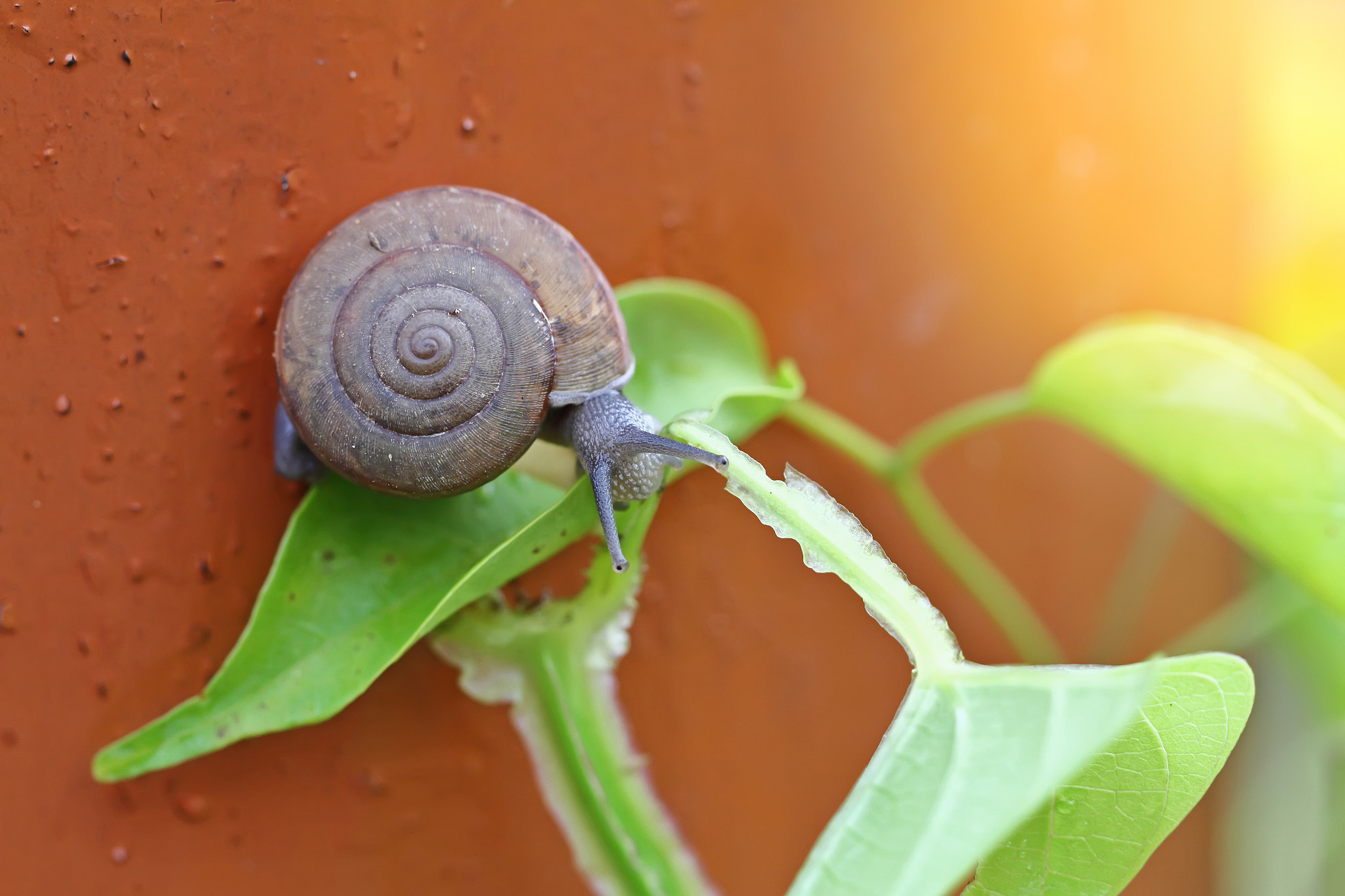 Canon EOS 7D + Canon EF 100mm F2.8L Macro IS USM sample photo. Curious snail in the garden on green leaf photography