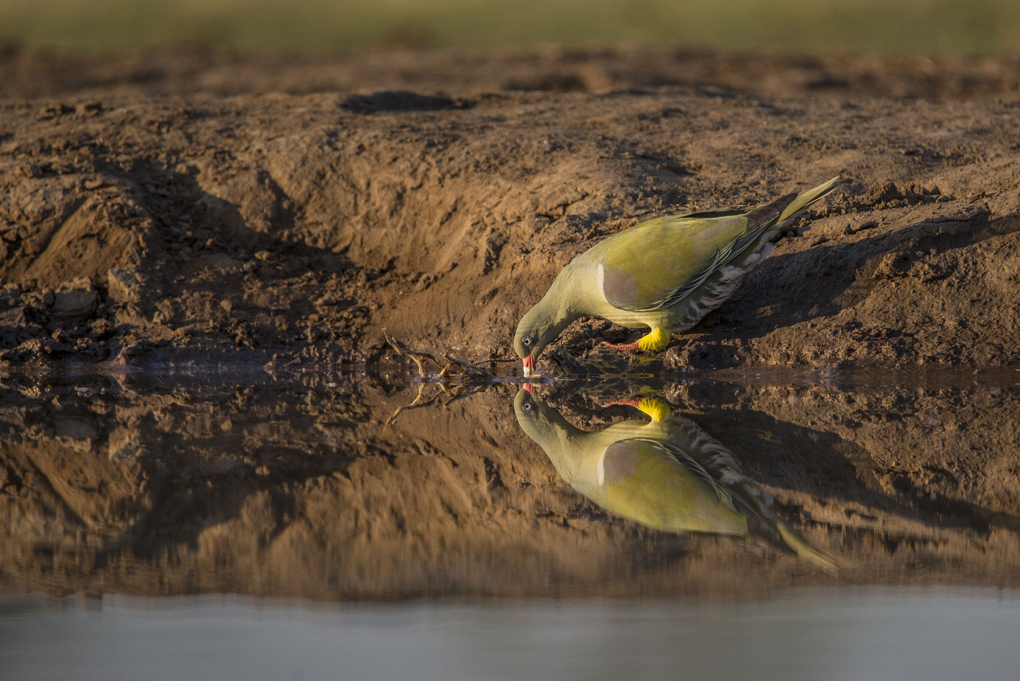 Nikon D600 + Tamron SP 150-600mm F5-6.3 Di VC USD sample photo. Green pigeon reflection photography