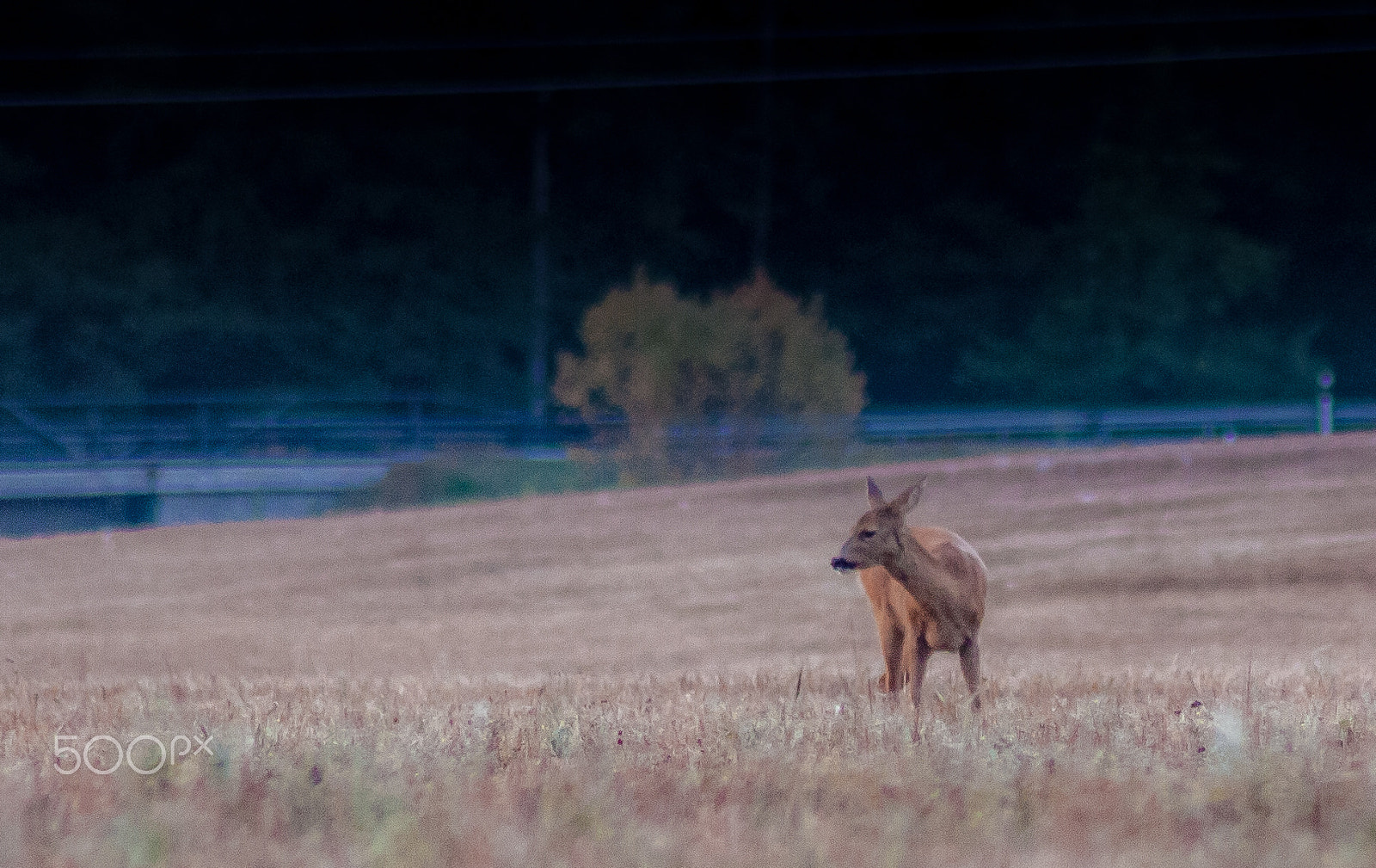 Canon EOS 400D (EOS Digital Rebel XTi / EOS Kiss Digital X) sample photo. Deer photography