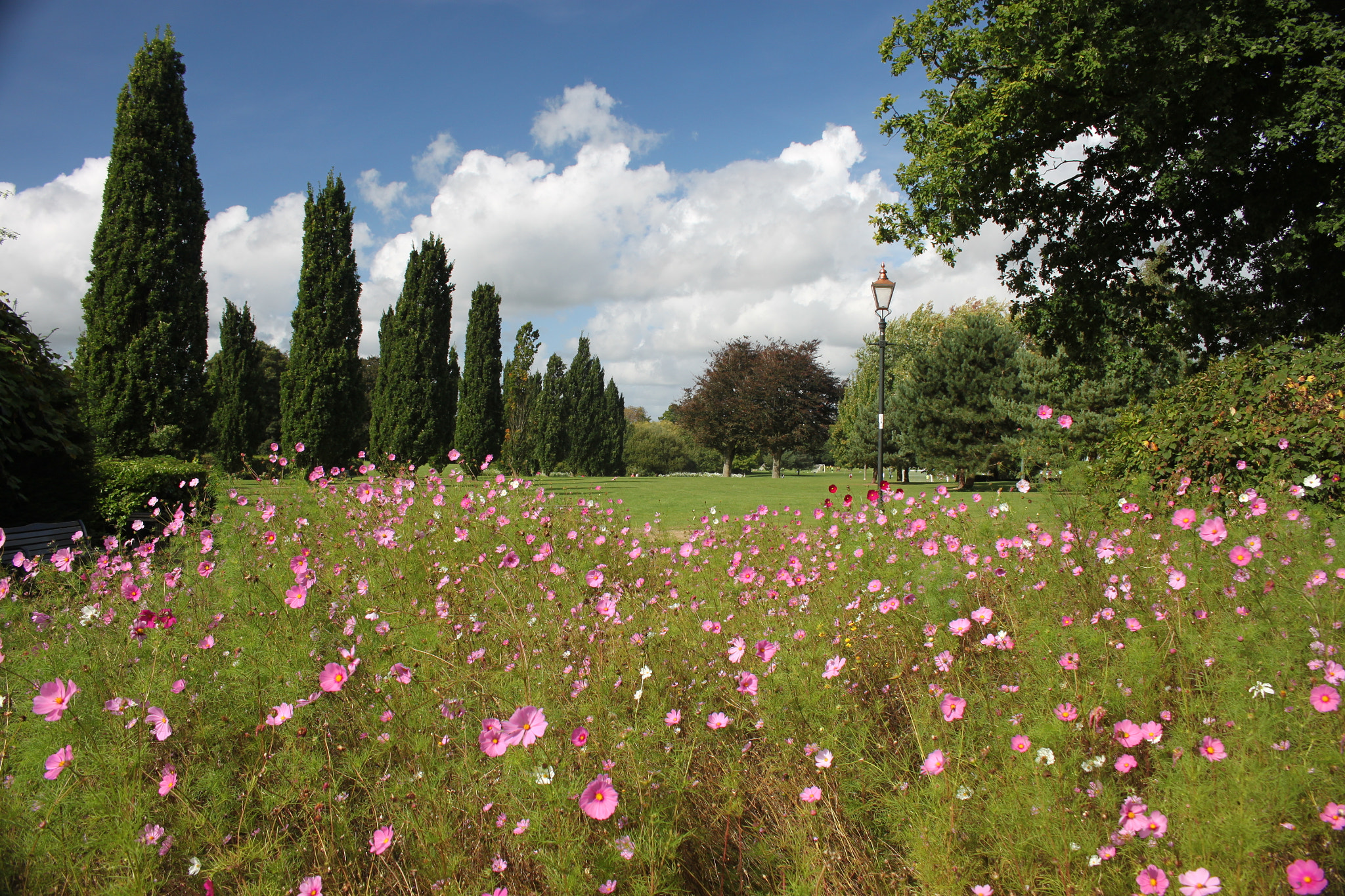 Canon EOS 500D (EOS Rebel T1i / EOS Kiss X3) sample photo. Wild flowers in the park photography