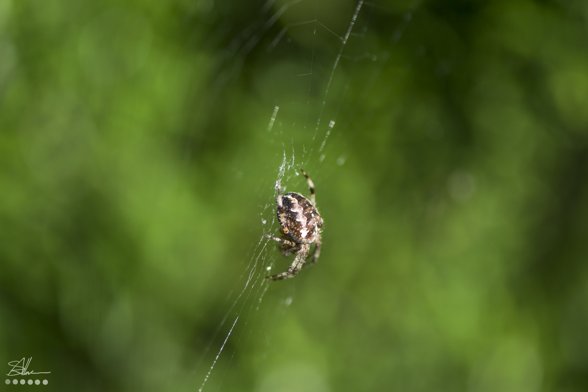 Nikon AF-S Micro-Nikkor 105mm F2.8G IF-ED VR sample photo. Araneus diadematus spider photography