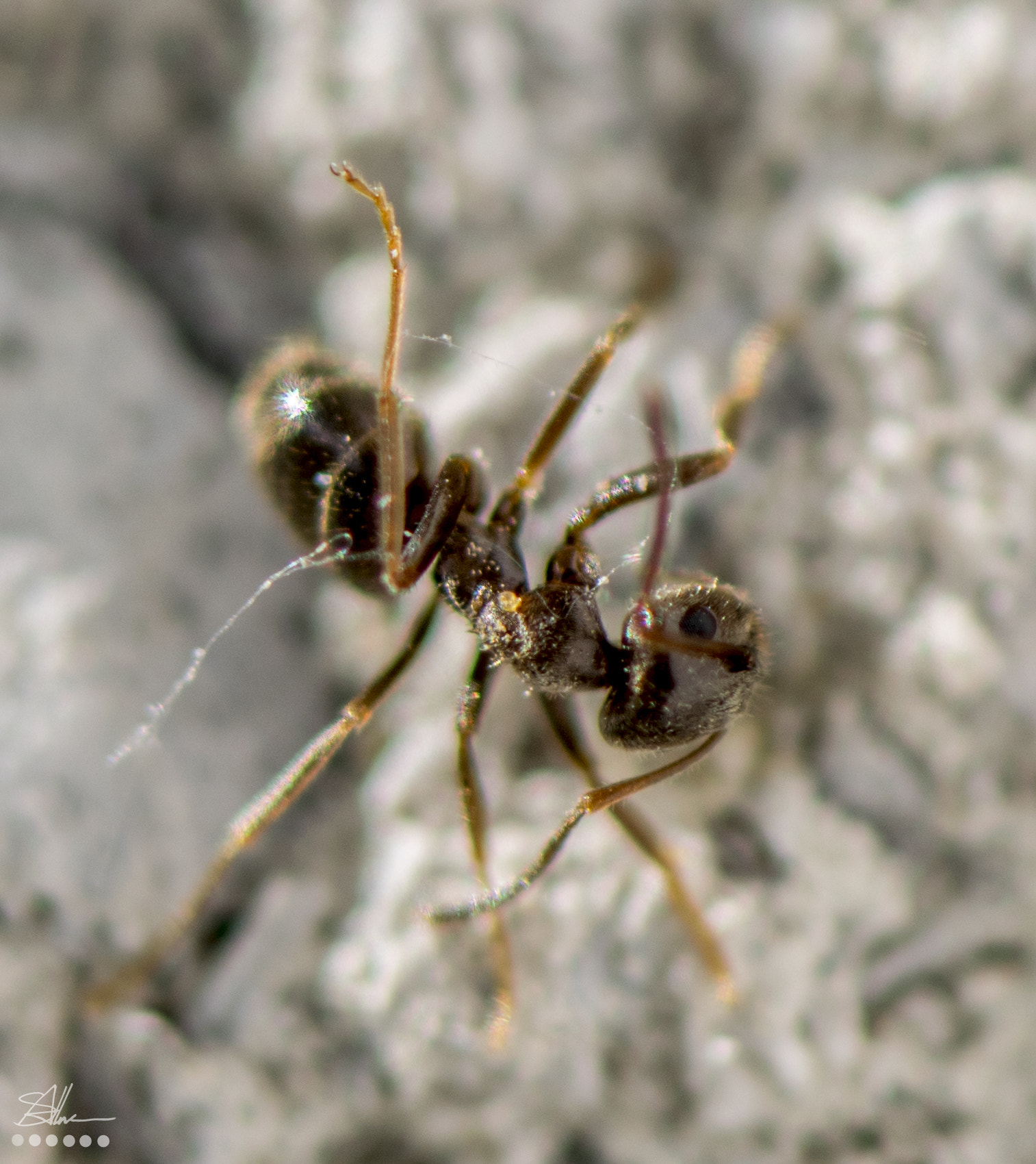 Nikon AF-S Micro-Nikkor 105mm F2.8G IF-ED VR sample photo. Garden ant photography