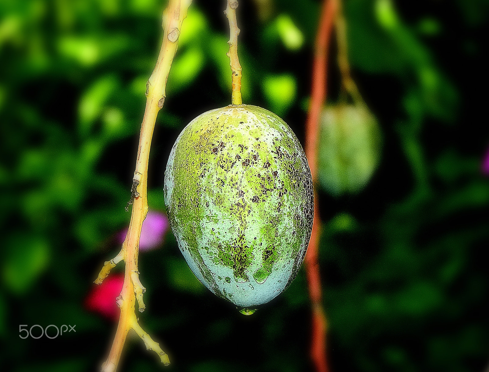 Nikon D200 sample photo. Mango and water droplets photography