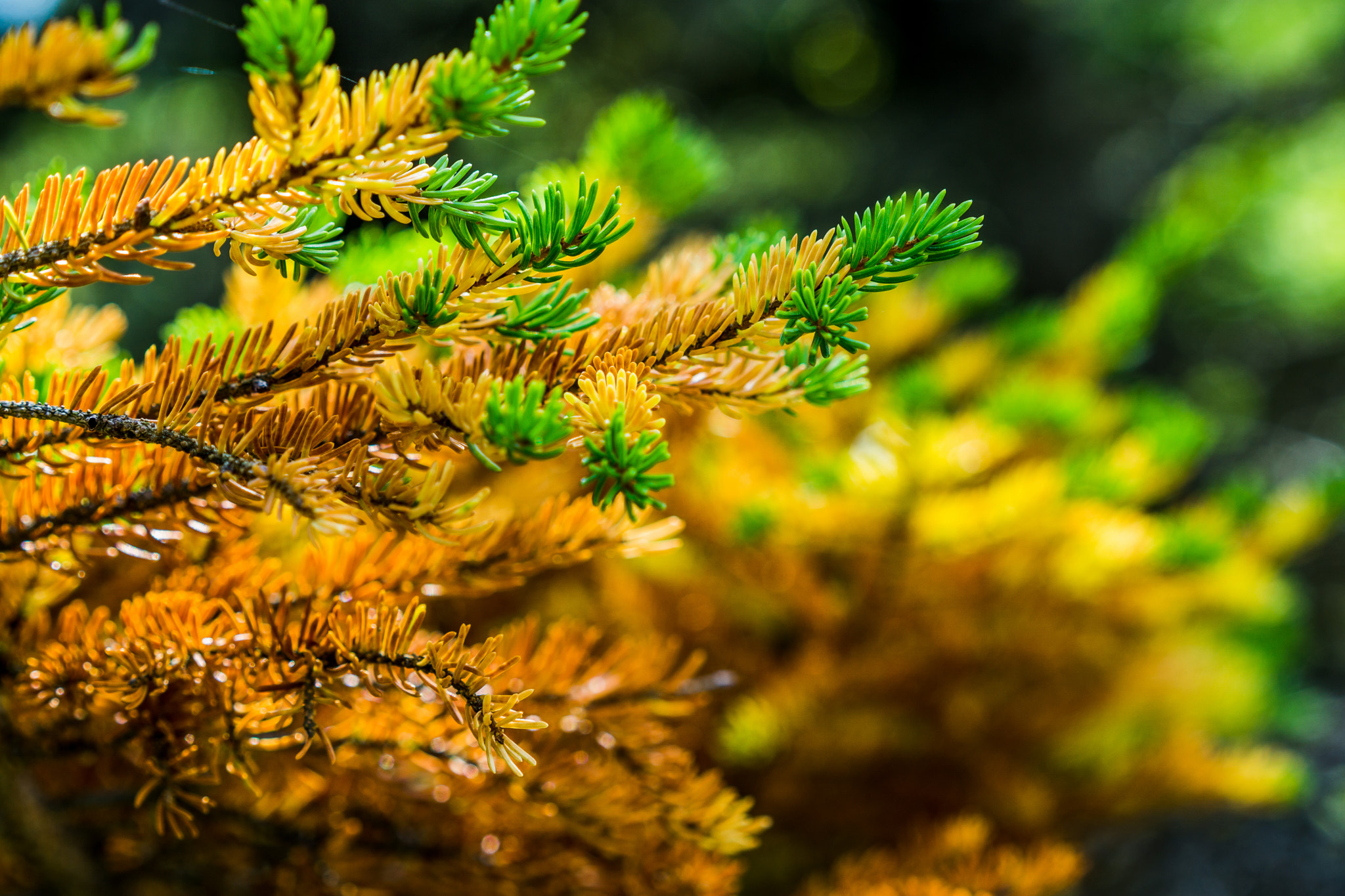Sony a6000 + Sony Sonnar T* FE 55mm F1.8 ZA sample photo. Fall is around the corner photography