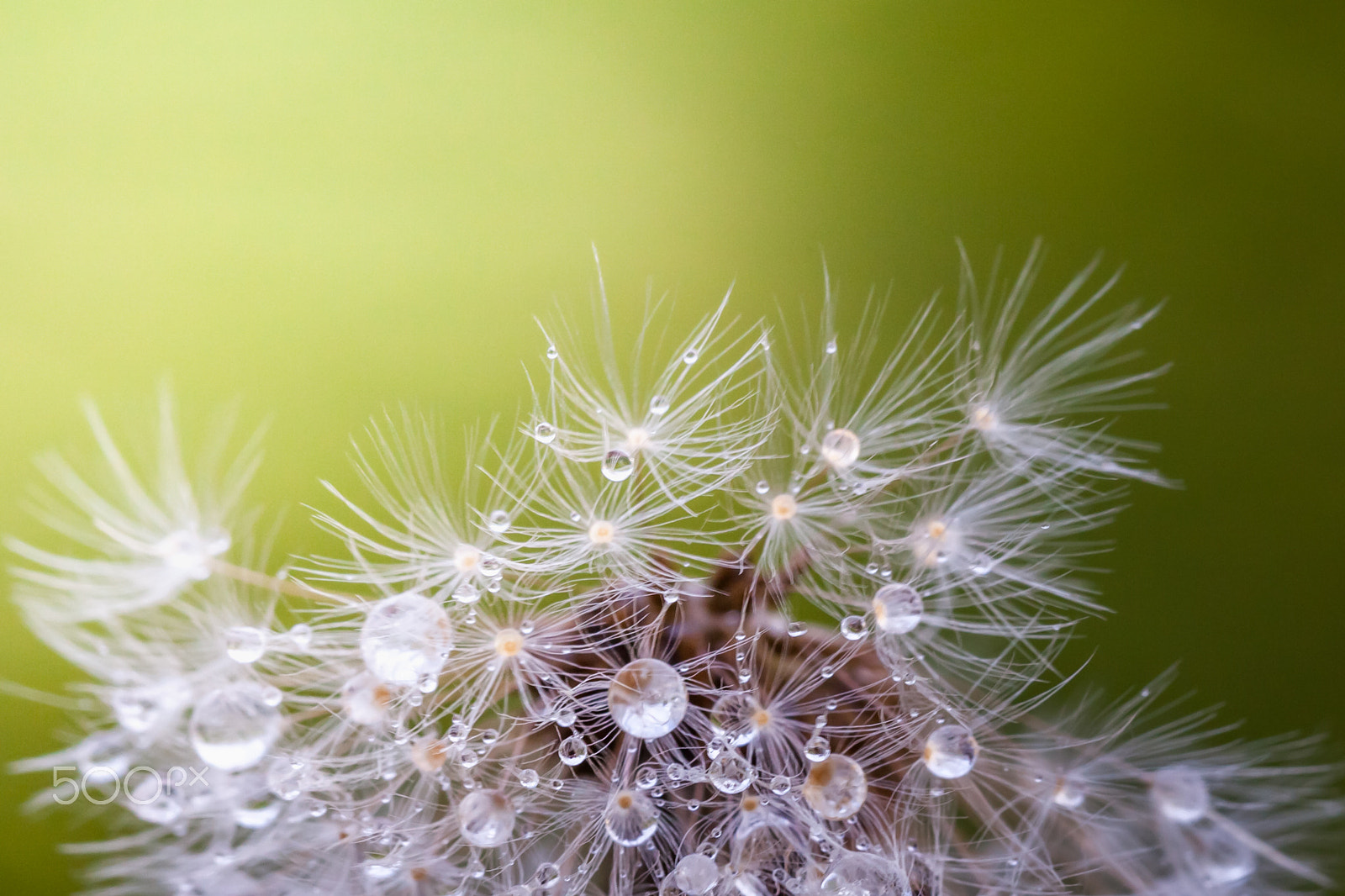 Canon EOS 5D Mark II sample photo. Dandelion and droplets photography