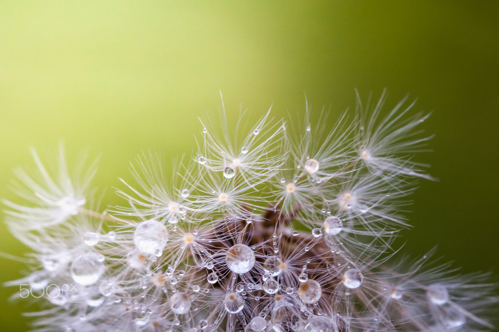 Canon EF 100mm F2.8L Macro IS USM sample photo. Dandelion and droplets photography