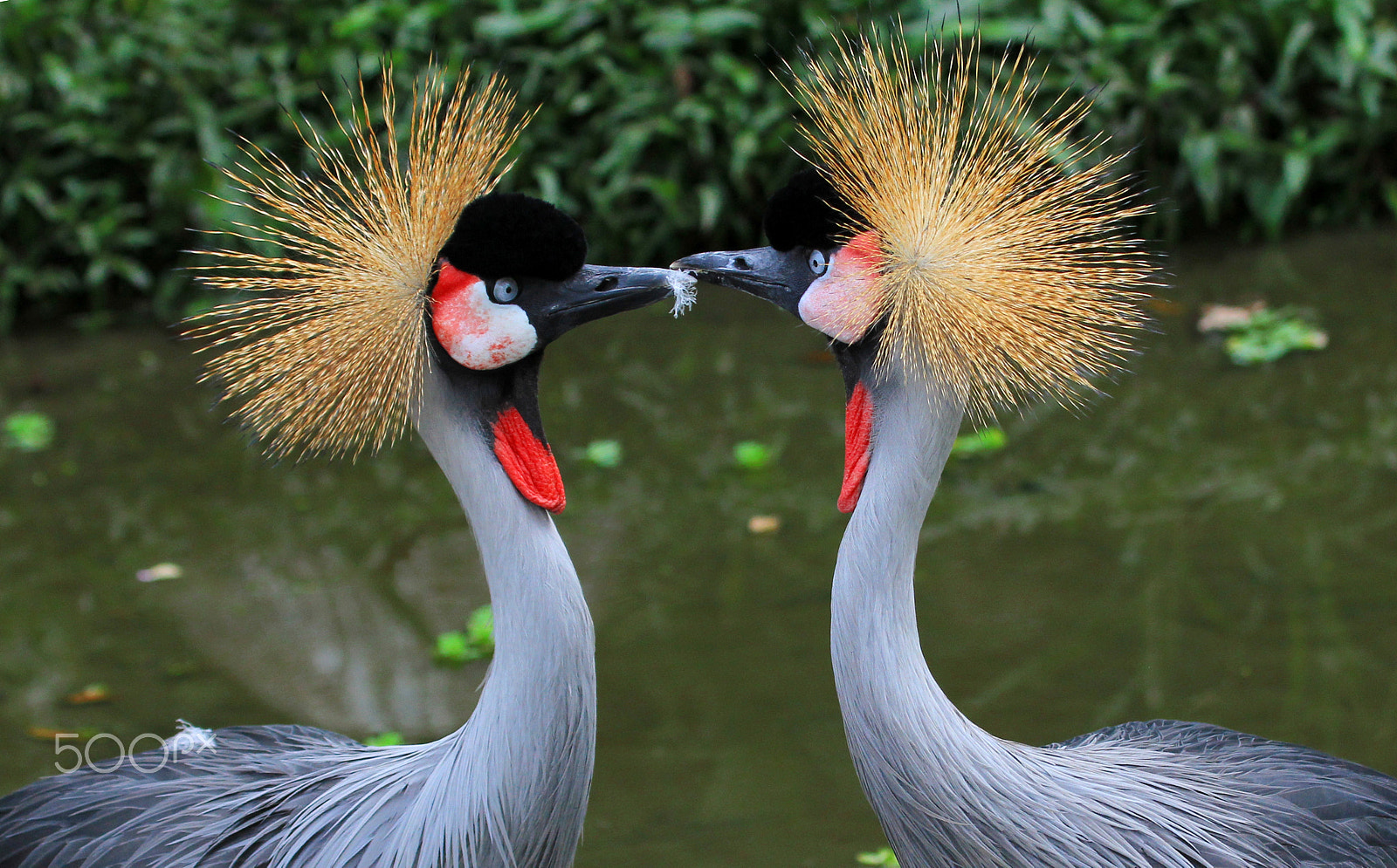 Canon EF 100-400mm F4.5-5.6L IS USM sample photo. Grey-crowned crane photography