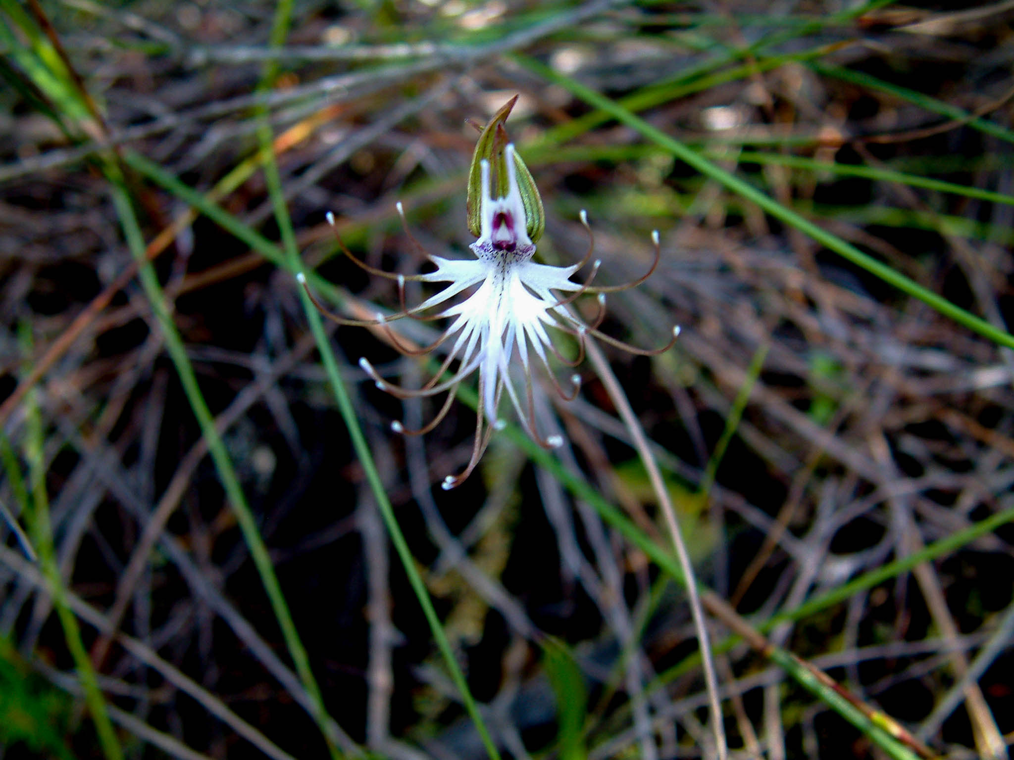 Fujifilm FinePix S602 ZOOM sample photo. Spider orchid photography