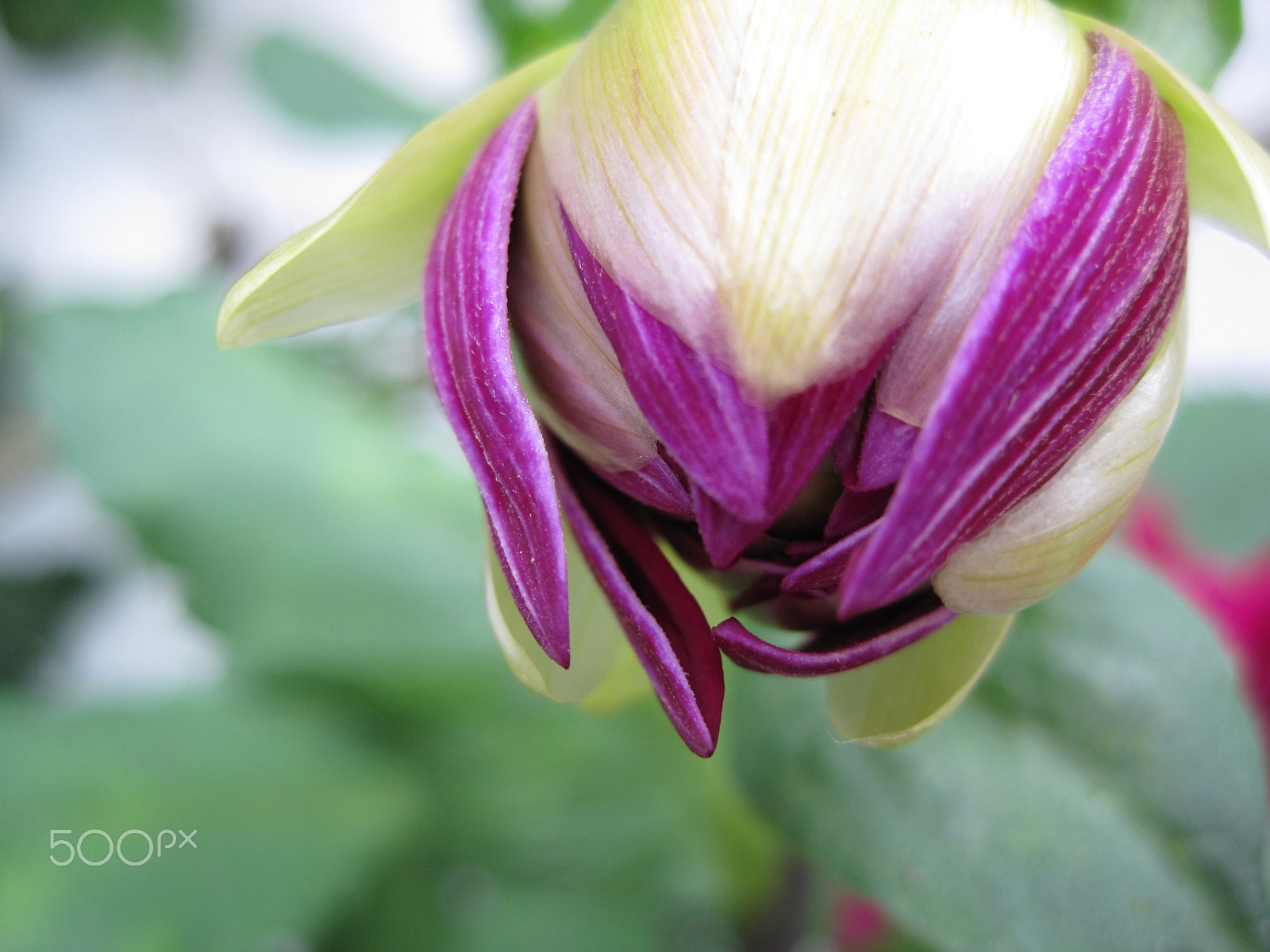 Canon PowerShot SD1200 IS (Digital IXUS 95 IS / IXY Digital 110 IS) sample photo. Dahlia bud photography