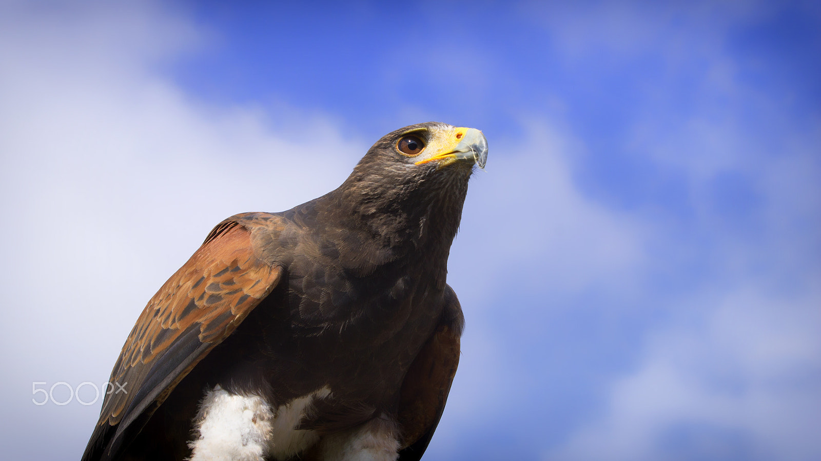 Sony Alpha NEX-C3 sample photo. Perching prey photography