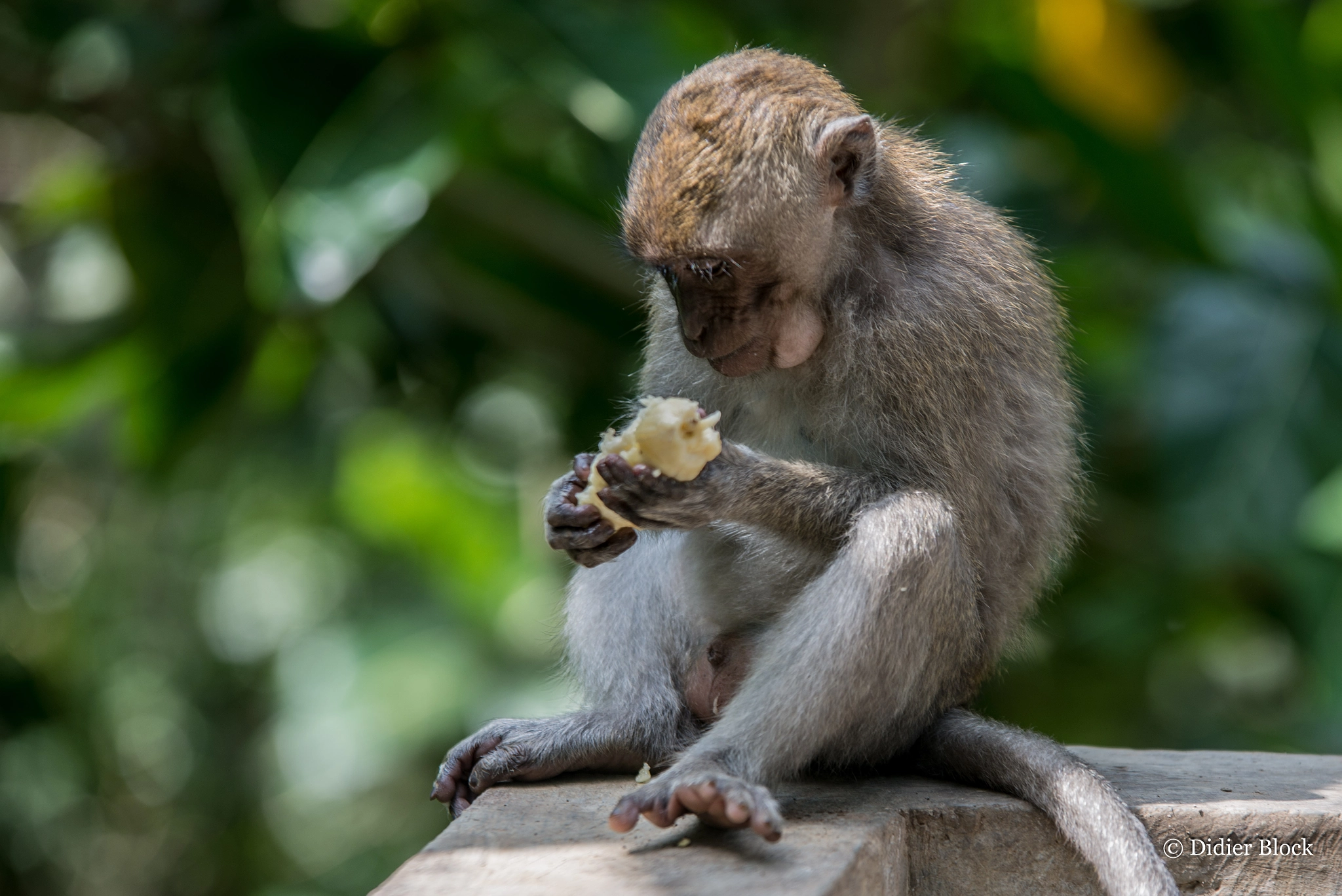 Sigma 70-200mm F2.8 EX DG OS HSM sample photo. In the monkey forest photography