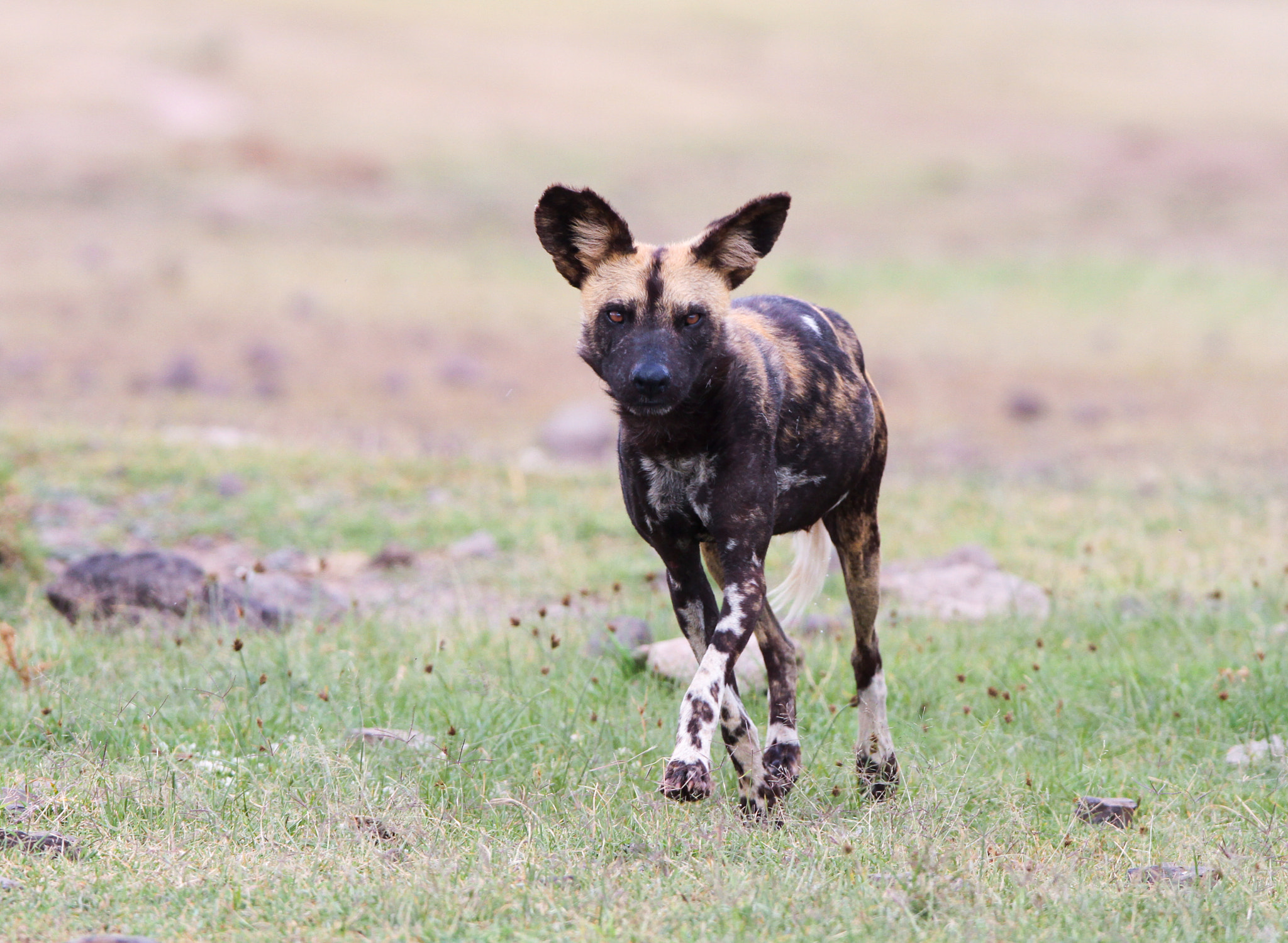 Canon EOS 7D sample photo. Laikipia photography