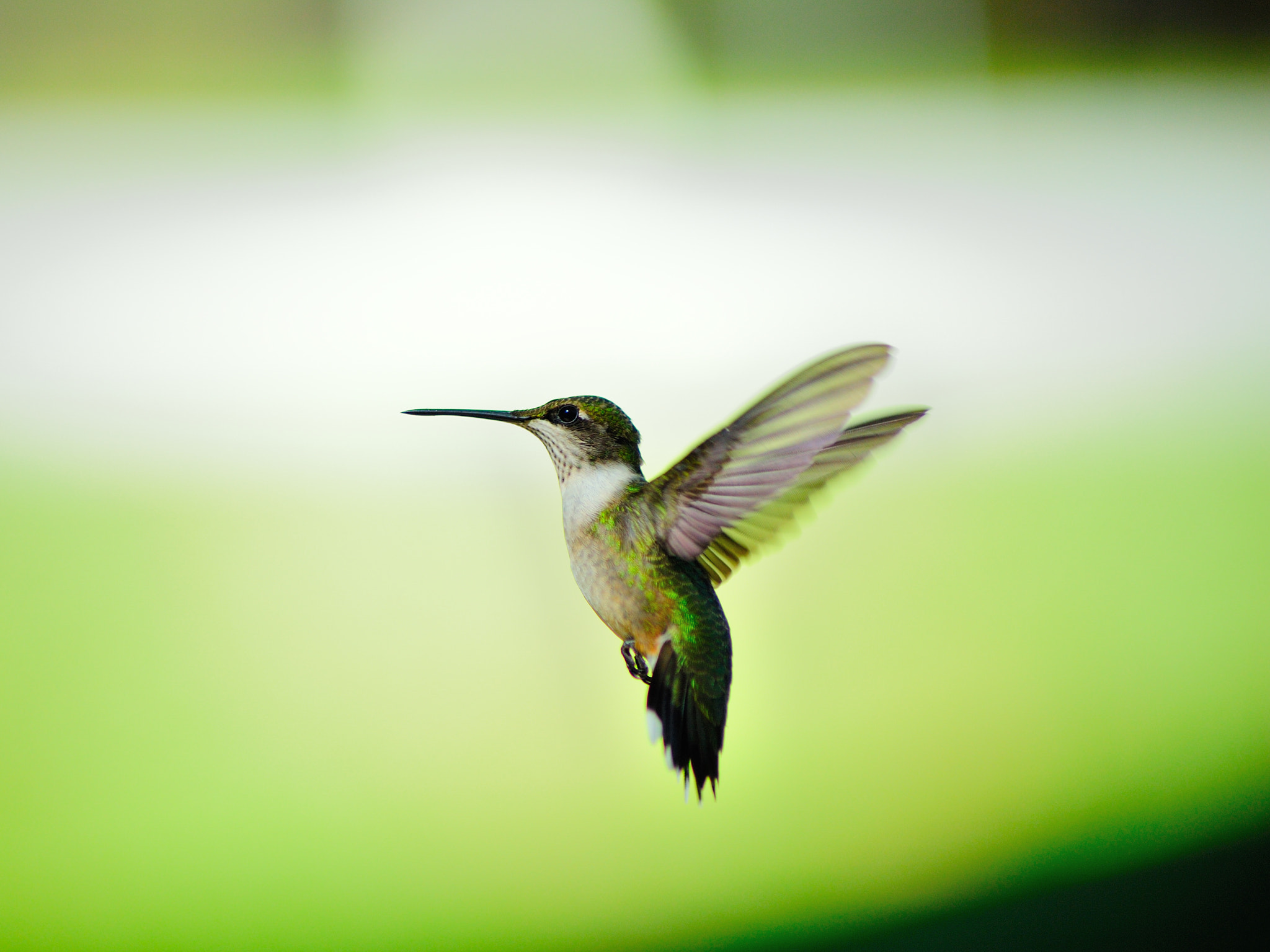 Nikon AF Nikkor 70-300mm F4-5.6G sample photo. Humming bird in flight photography