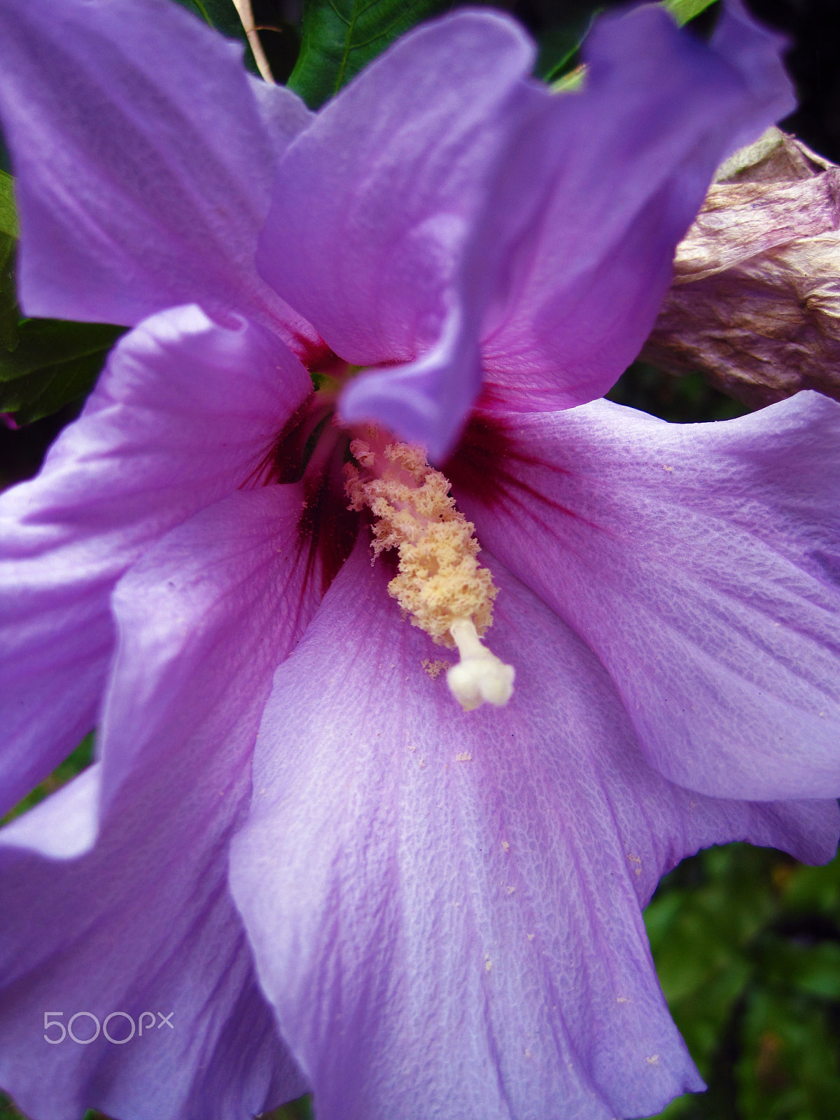 Canon PowerShot SD1200 IS (Digital IXUS 95 IS / IXY Digital 110 IS) sample photo. Waves on petals photography