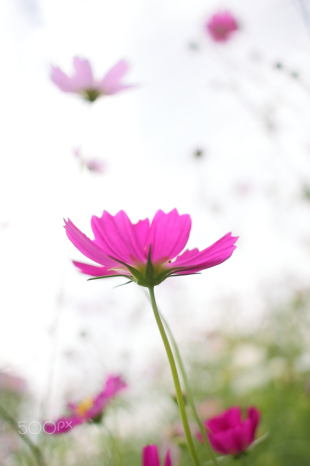 Canon EF-S 24mm F2.8 STM sample photo. As dance photography