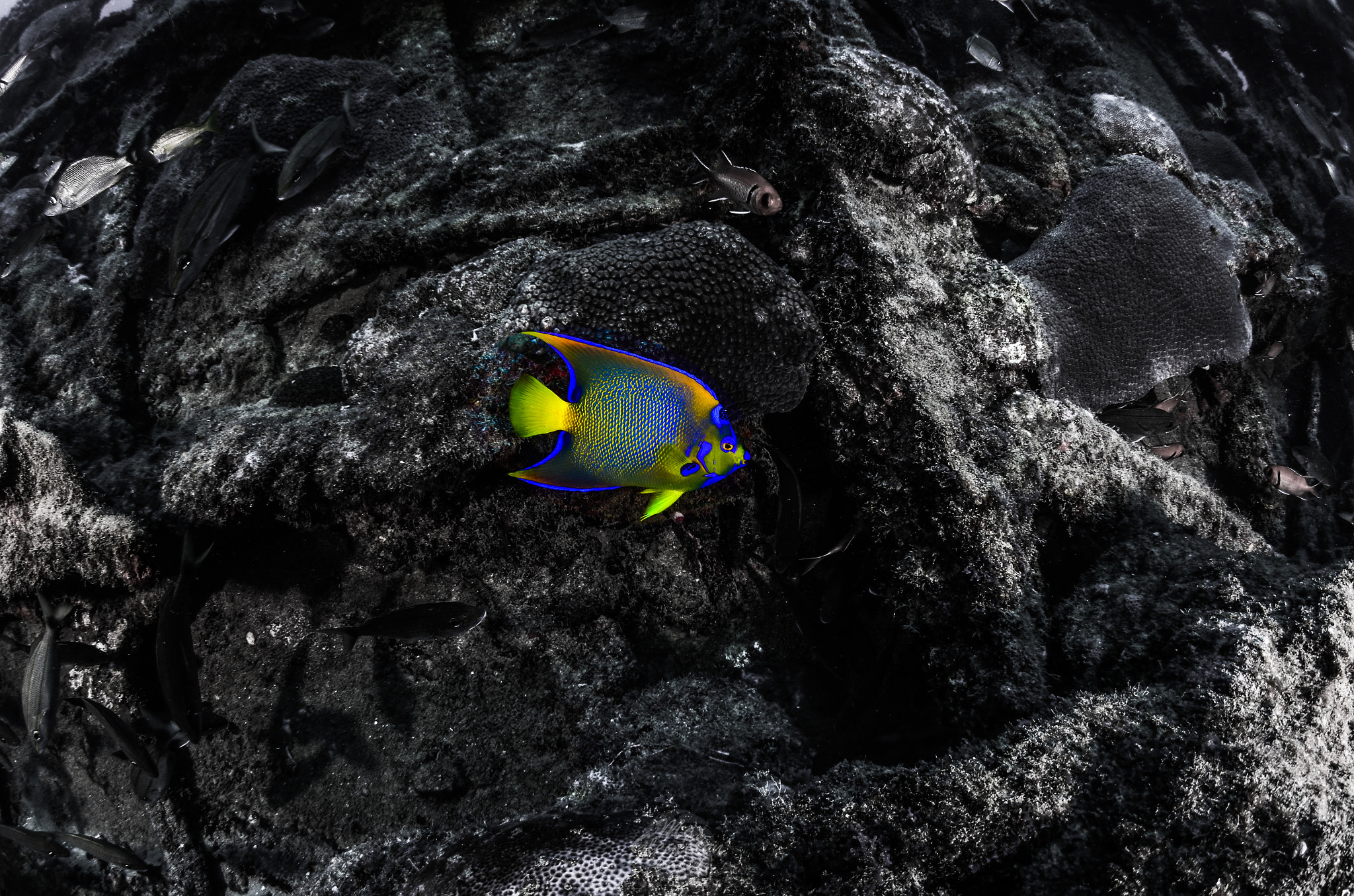 Tokina AT-X 10-17mm F3.5-4.5 DX Fisheye sample photo. Holacanthus ciliaris photography