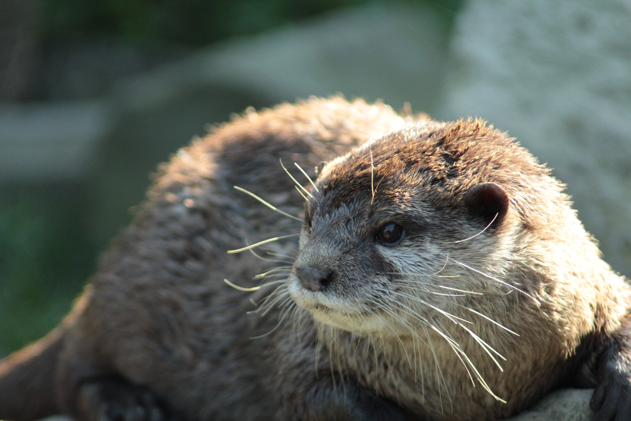 Canon EF 80-200mm F4.5-5.6 II sample photo. Otter photography