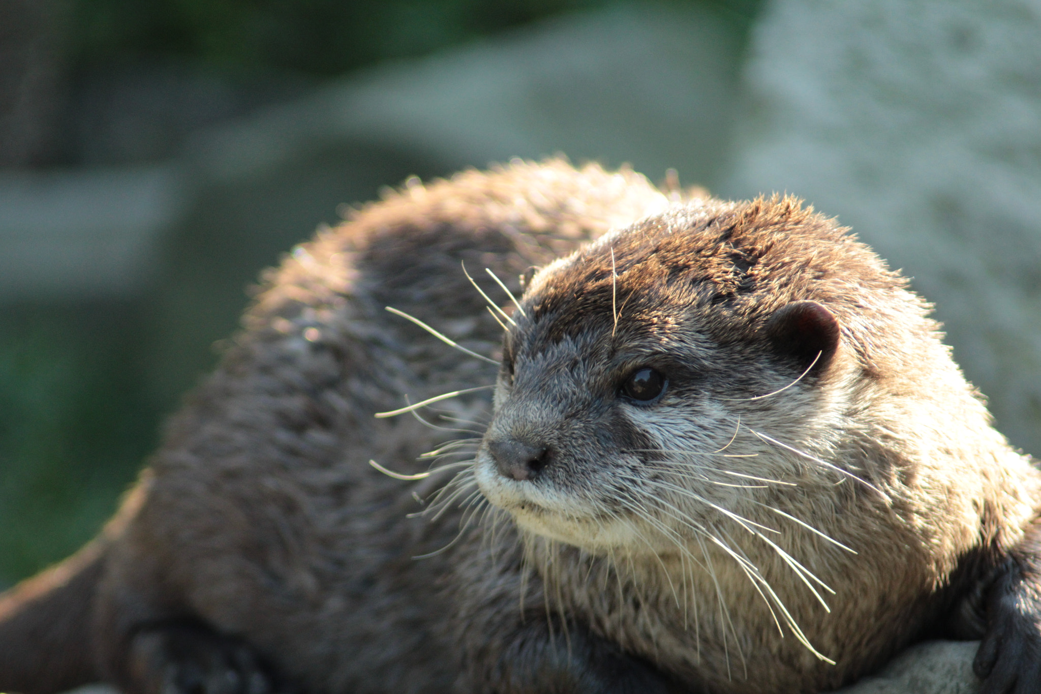 Canon EOS 1200D (EOS Rebel T5 / EOS Kiss X70 / EOS Hi) + Canon EF 80-200mm F4.5-5.6 II sample photo. Otter photography