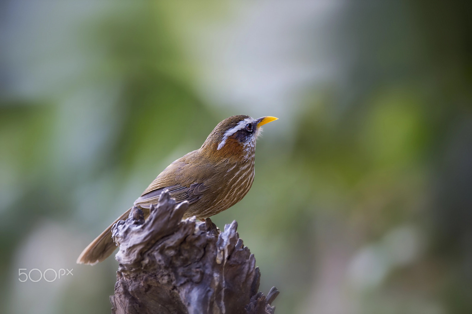 Nikon AF-S Nikkor 600mm F4E FL ED VR sample photo. Streak-breasted scimitar babbler photography