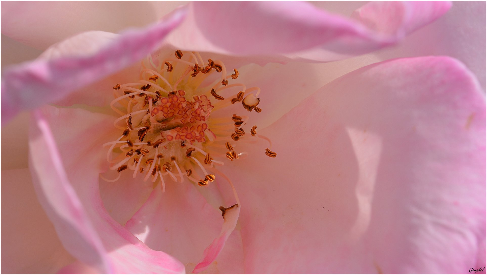 Nikon D5200 sample photo. Coeur de rose photography