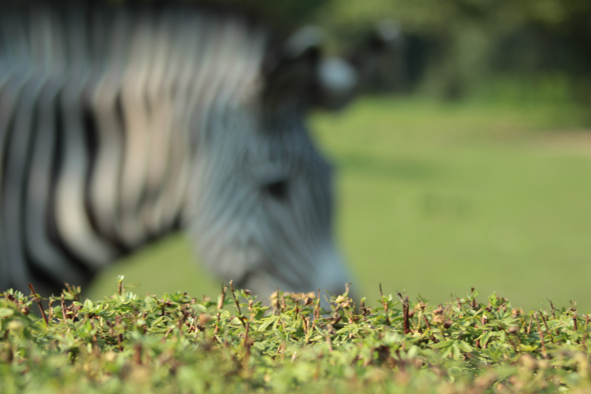 Canon EF 80-200mm F4.5-5.6 II sample photo. Zebra photography