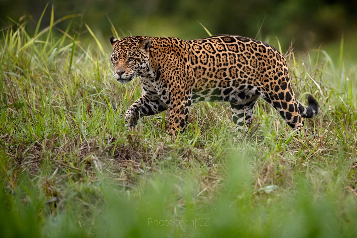 Canon EF 300mm F2.8L IS II USM sample photo. Jaguar photography