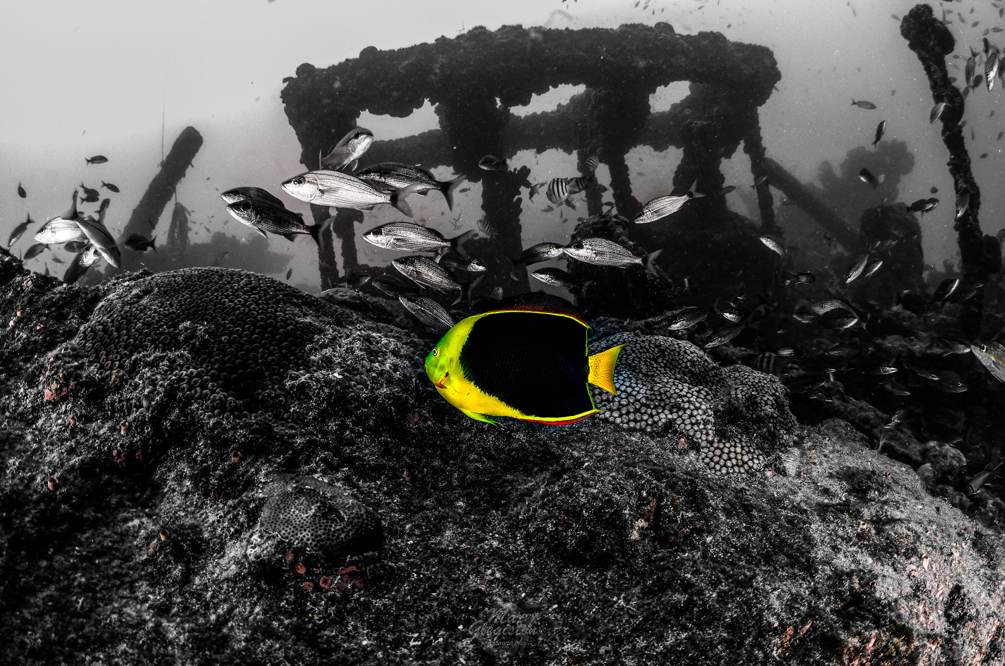 Tokina AT-X 10-17mm F3.5-4.5 DX Fisheye sample photo. Holacanthus tricolor photography