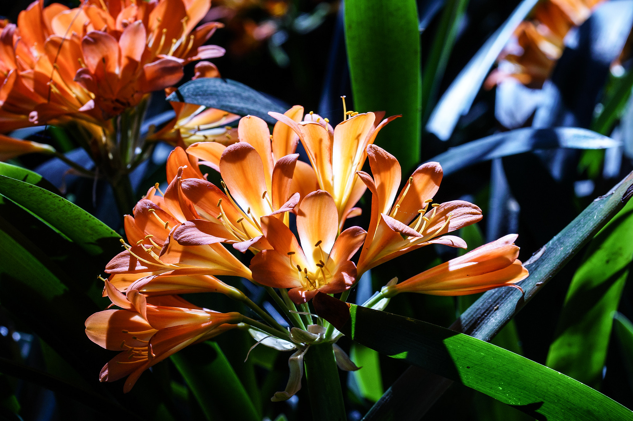 Sony SLT-A58 + 105mm F2.8 sample photo. Abg_20160923_06 photography