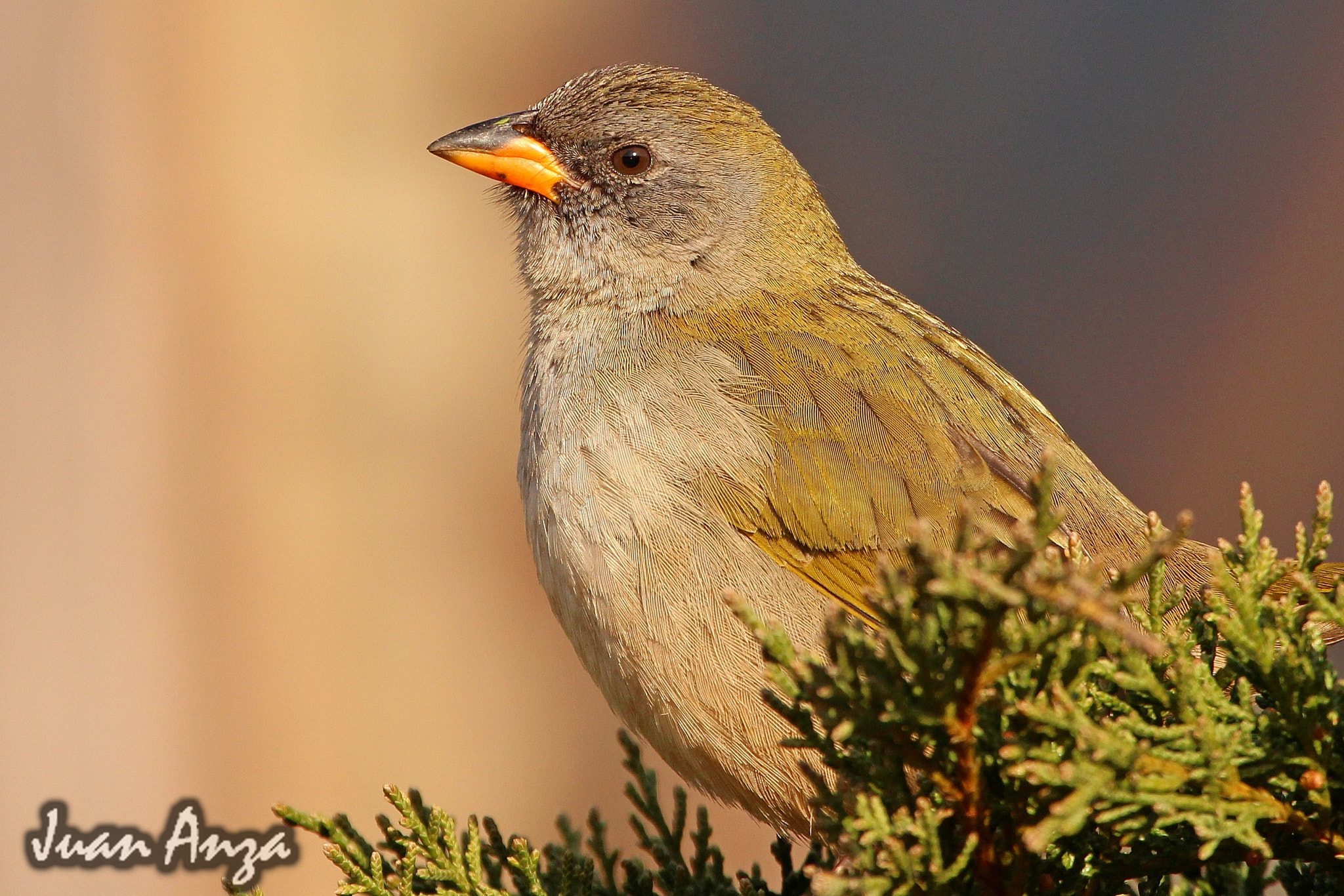 Canon EF 100-400mm F4.5-5.6L IS USM sample photo. Great pampa-finch photography