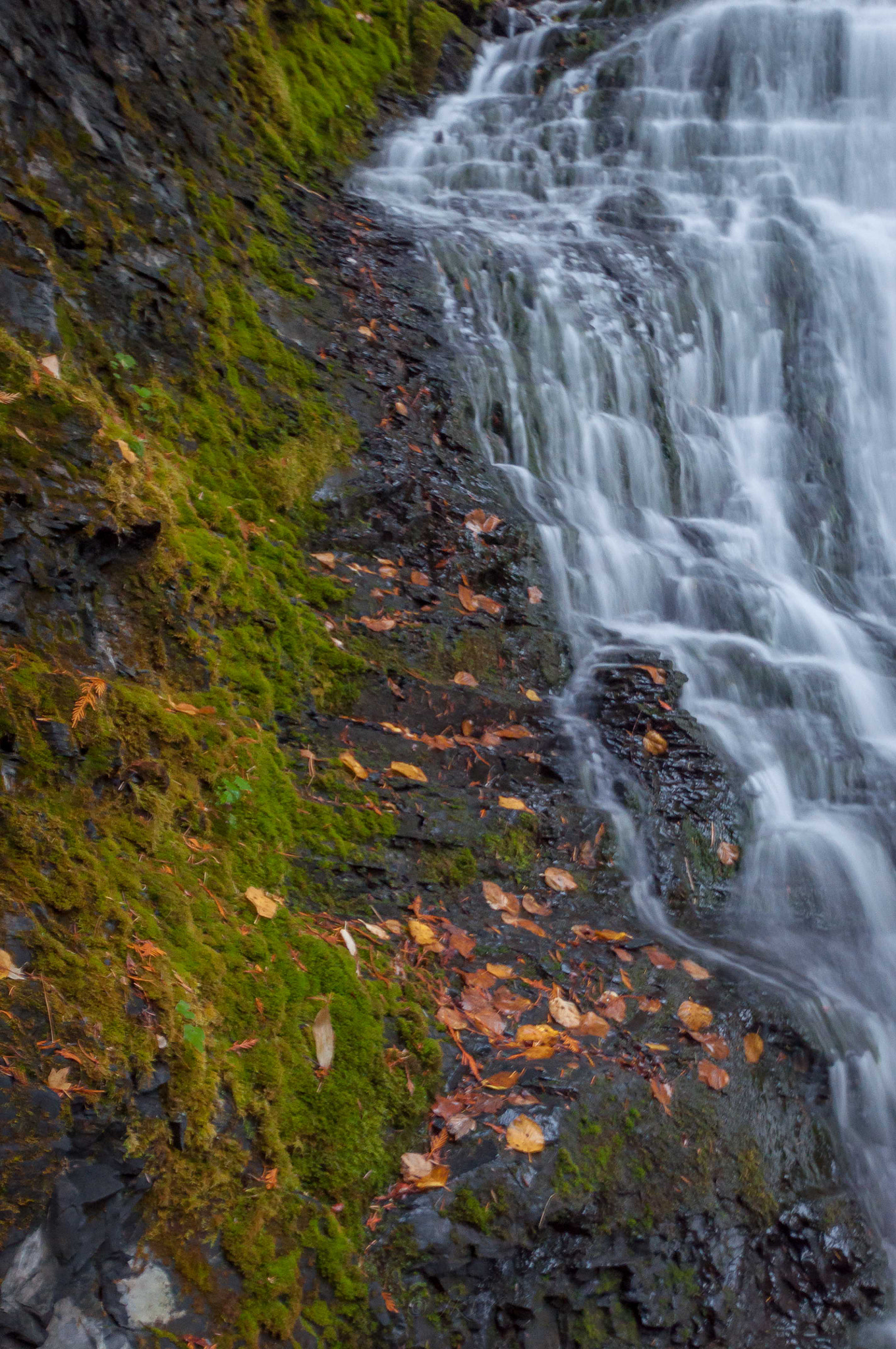 Nikon D5000 sample photo. Two faced! edge of sweet creek falls with the mossy rocks framing the cascading water. photography