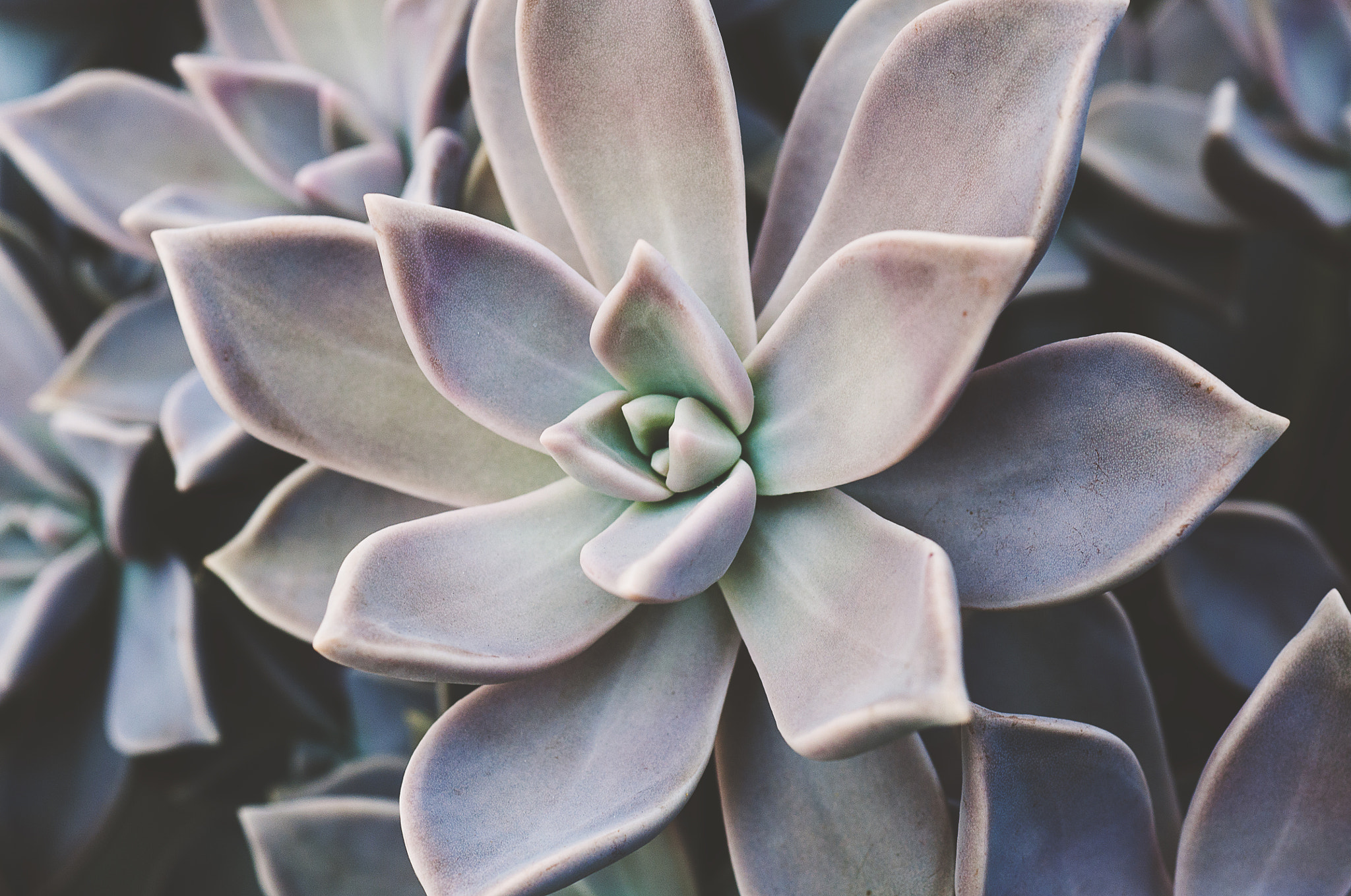 Nikon D90 + Nikon AF Micro-Nikkor 60mm F2.8D sample photo. Garden gradient photography