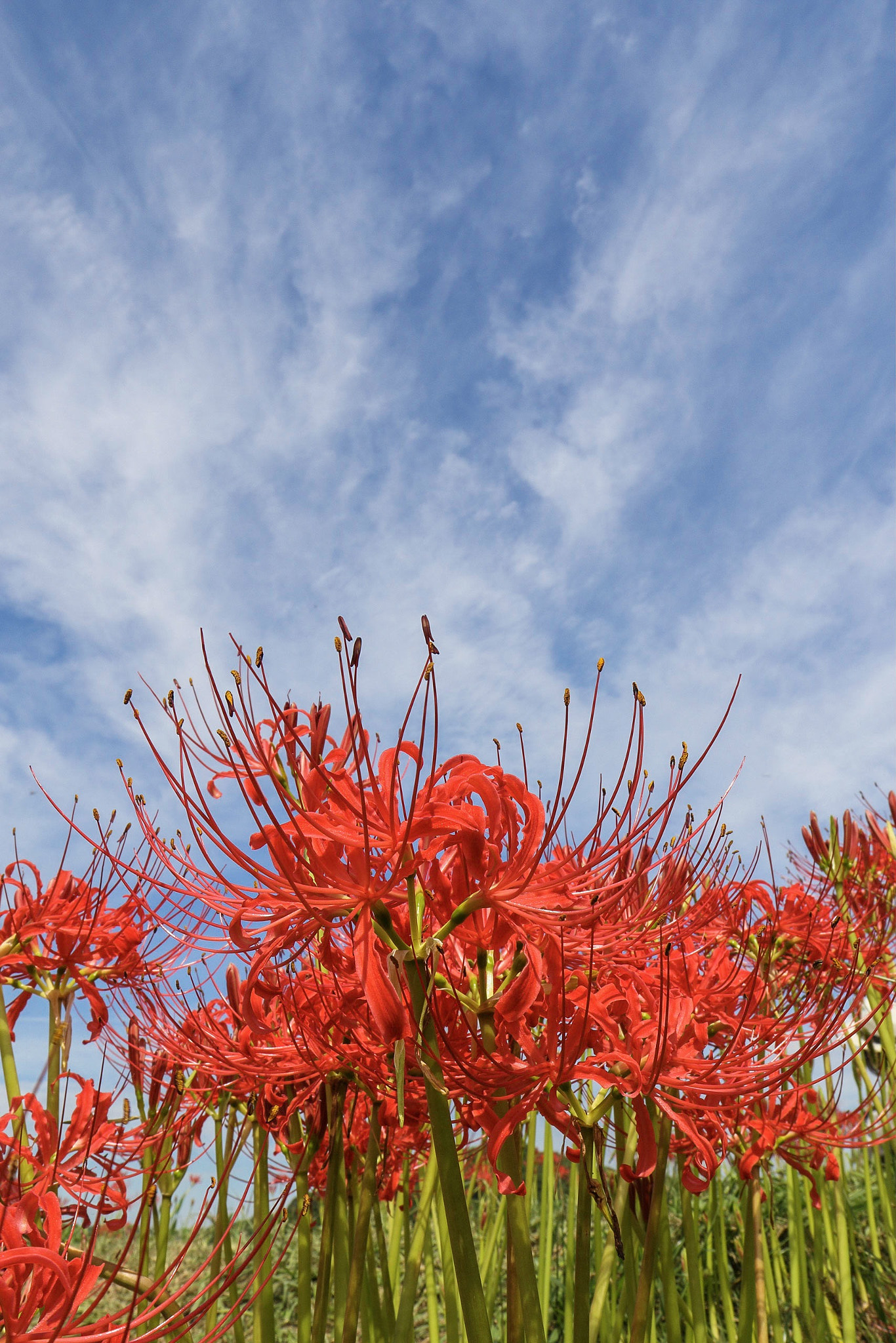 Canon EOS 7D Mark II + Canon EF 16-35mm F4L IS USM sample photo. Lycoris photography