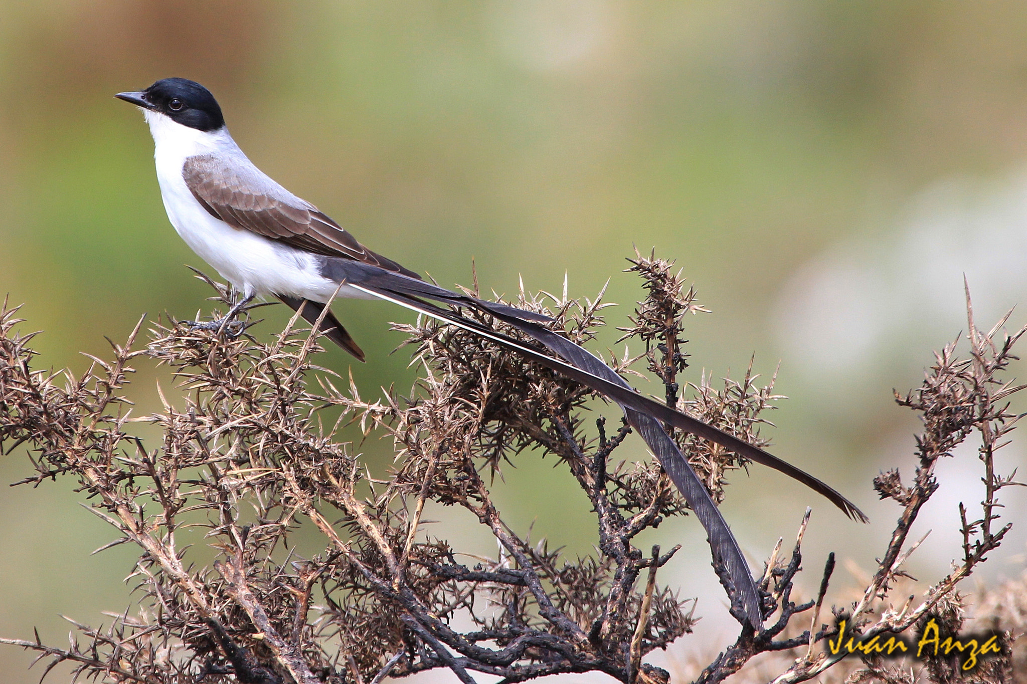 Canon EF 100-400mm F4.5-5.6L IS USM sample photo. Fork-tailed flycatcher photography