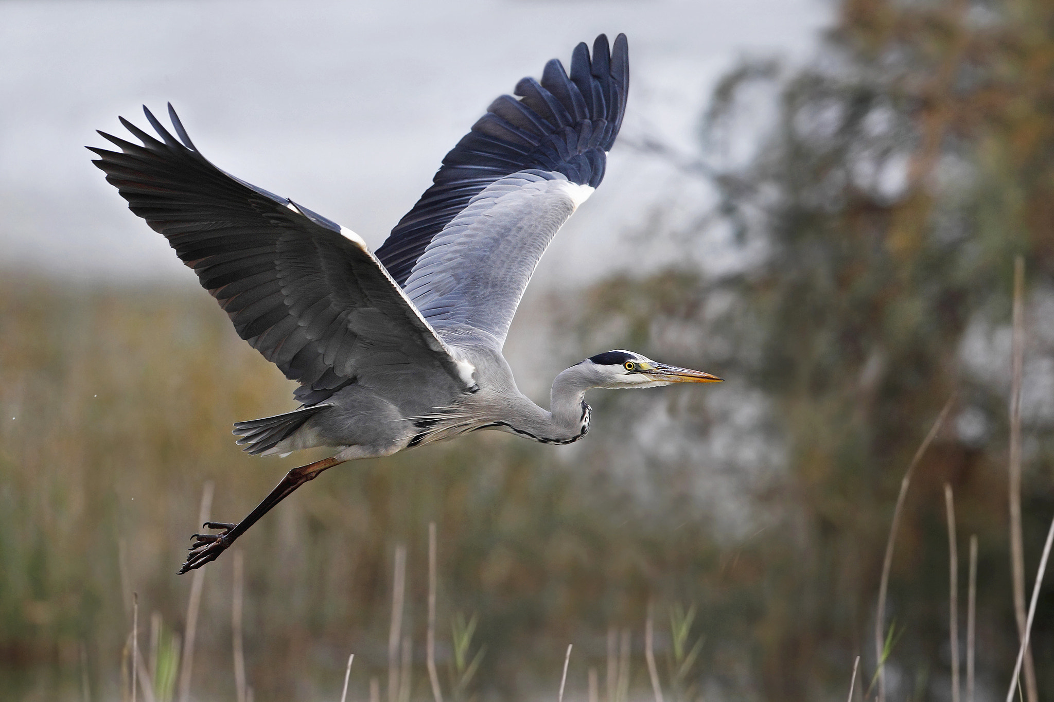 Canon EF 300mm F2.8L IS II USM sample photo. Grey heron photography