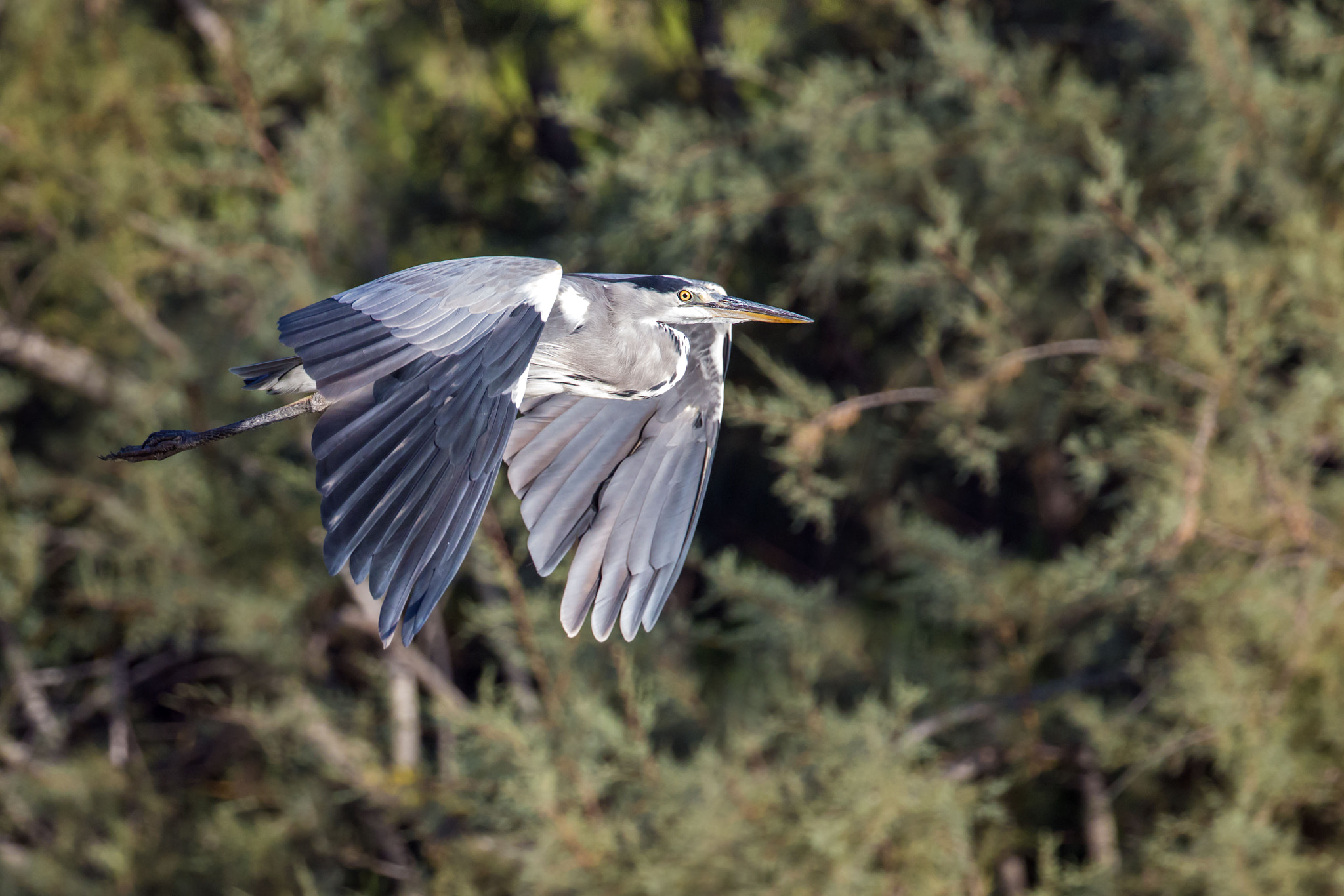 Canon EOS 70D + Canon EF 300mm F2.8L IS II USM sample photo. Grey heron photography